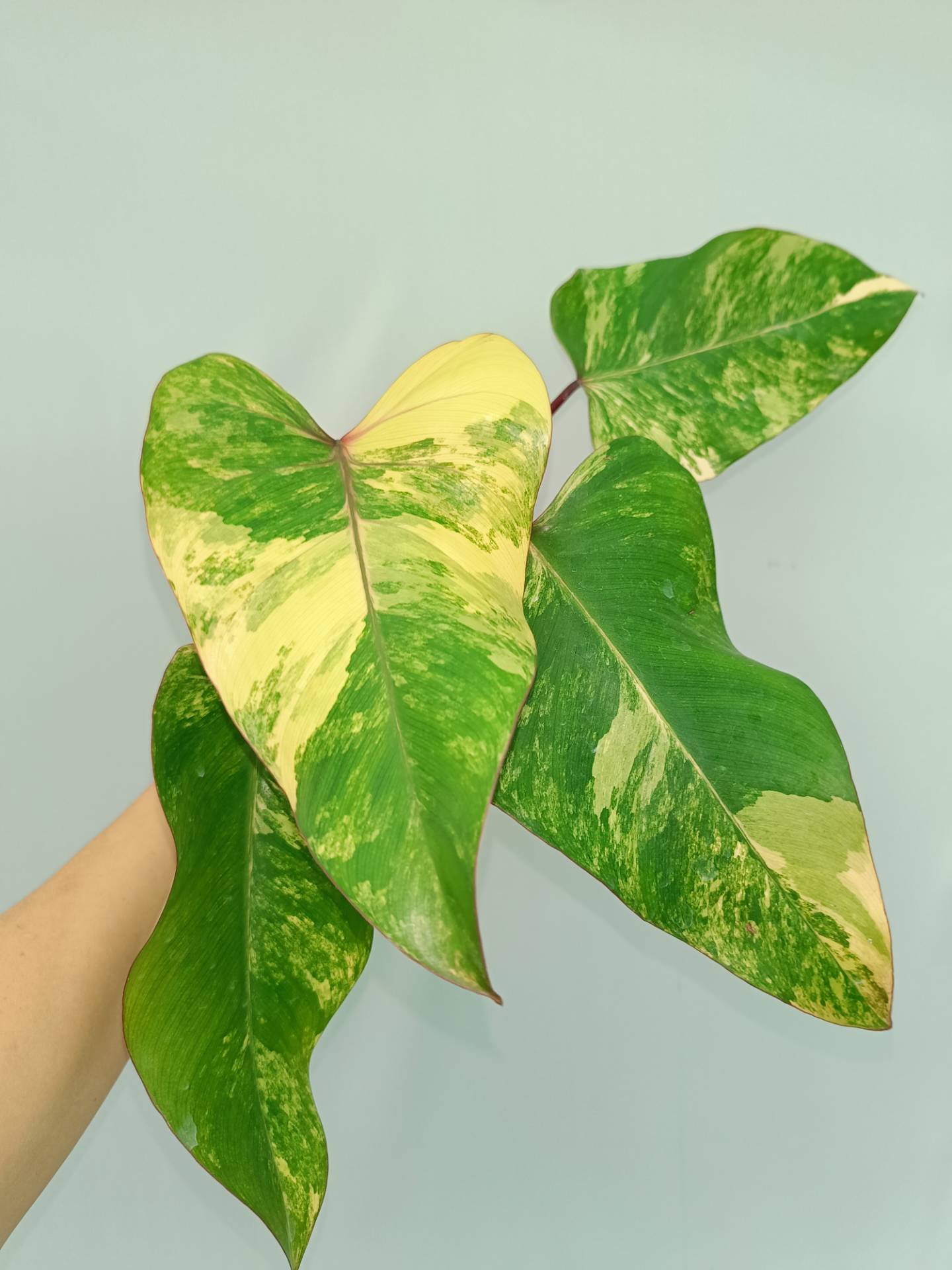 Philodendron Strawberry Shake variegata
