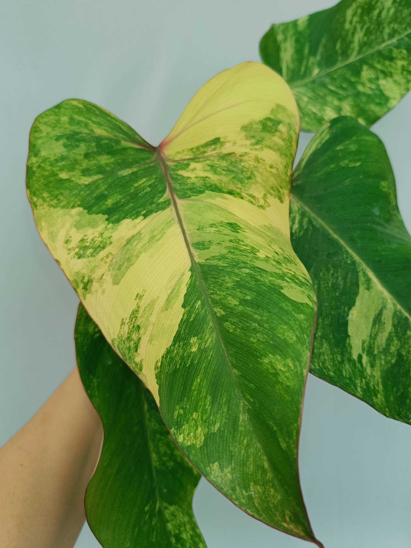 Philodendron Strawberry Shake variegata