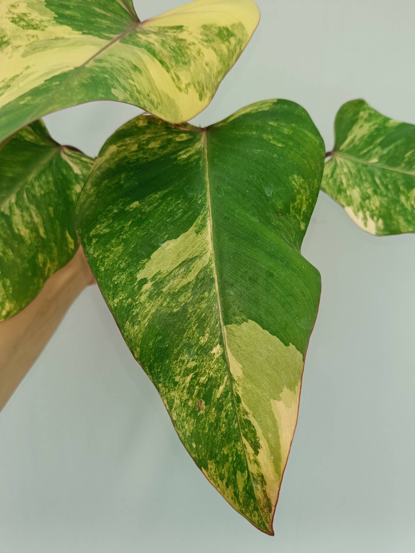 Philodendron Strawberry Shake variegata