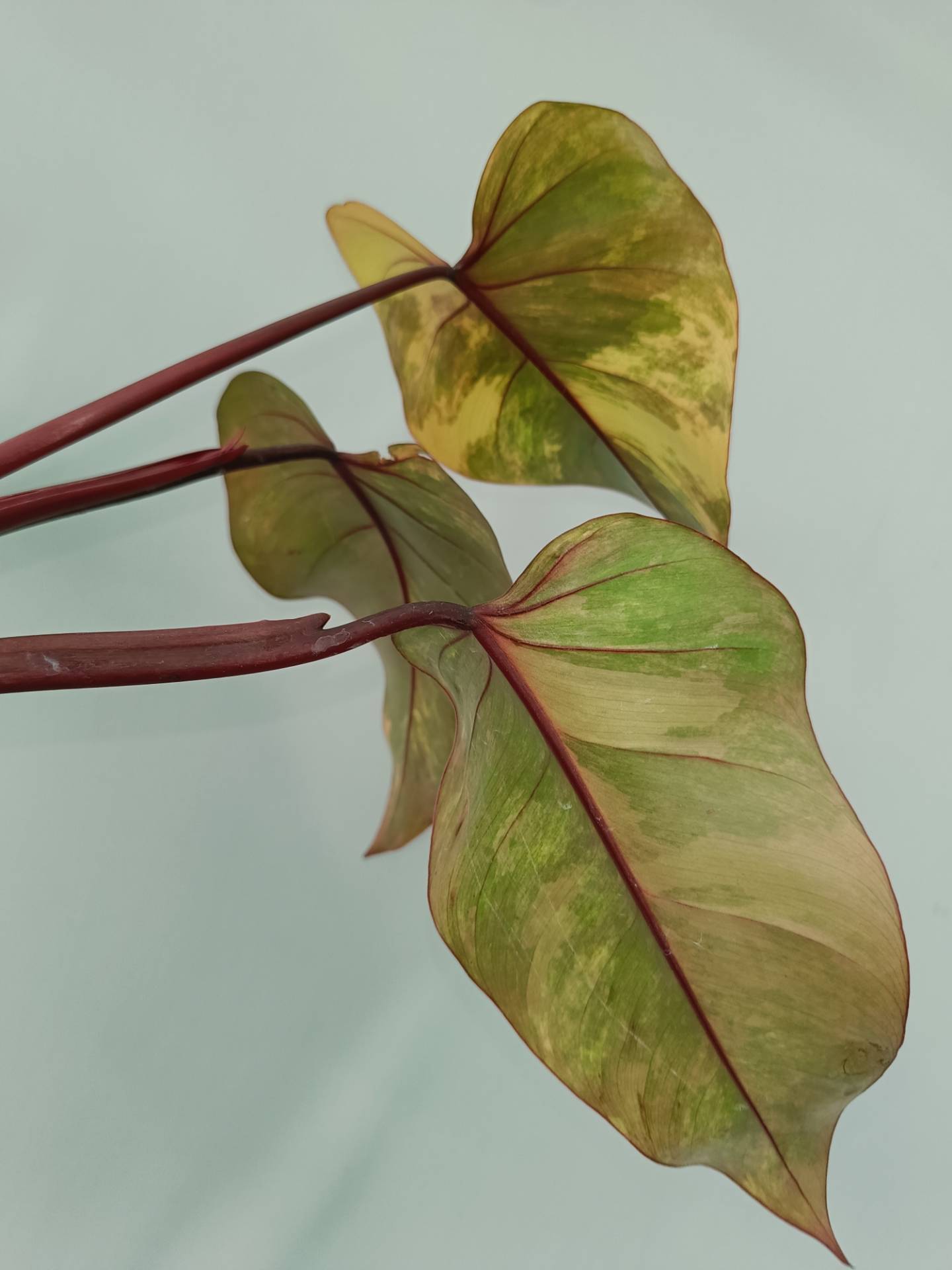 Philodendron Strawberry Shake variegata