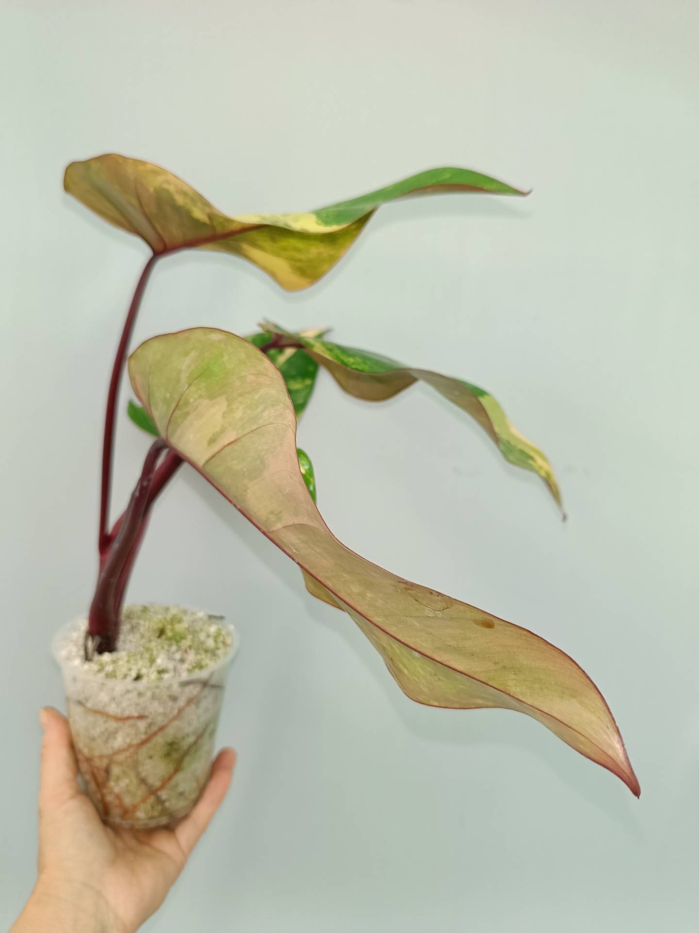 Philodendron Strawberry Shake variegata