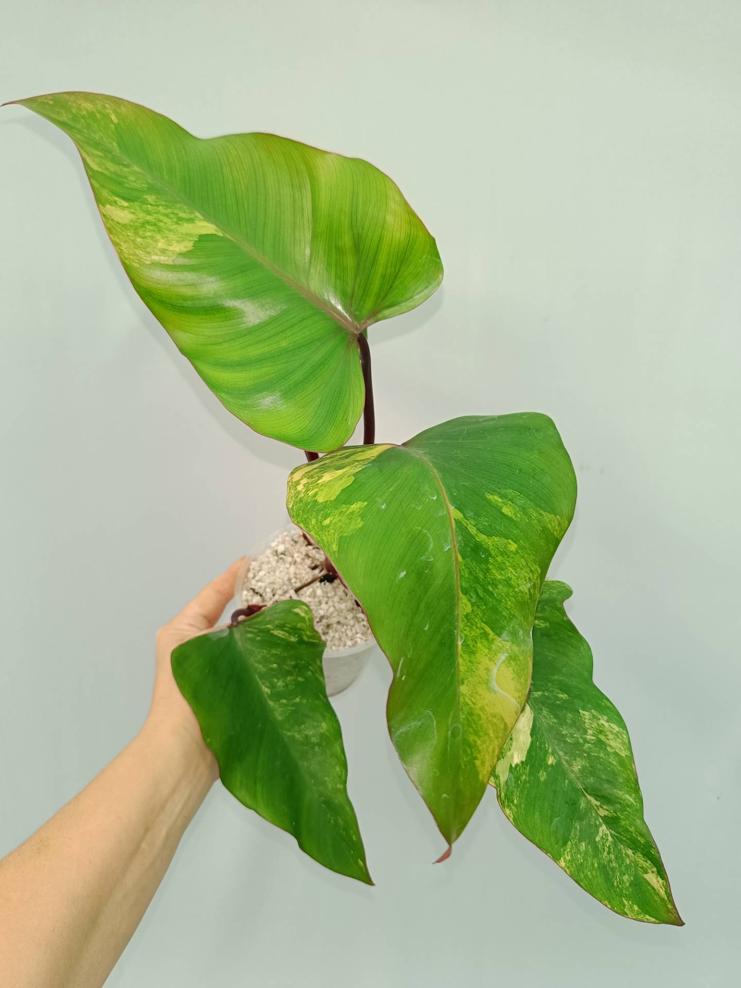 Philodendron Strawberry Shake variegata
