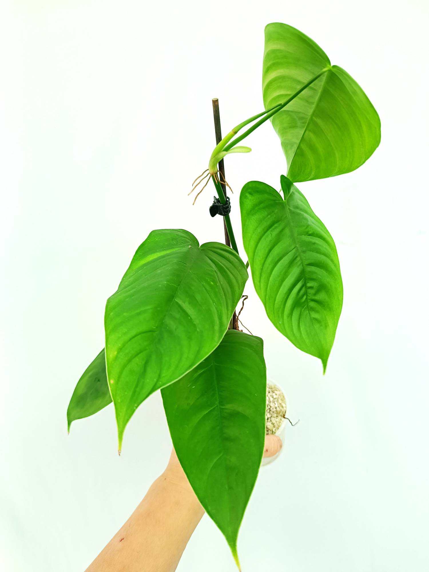 philodendron tenue aff Philodendron Tenue (young plant)