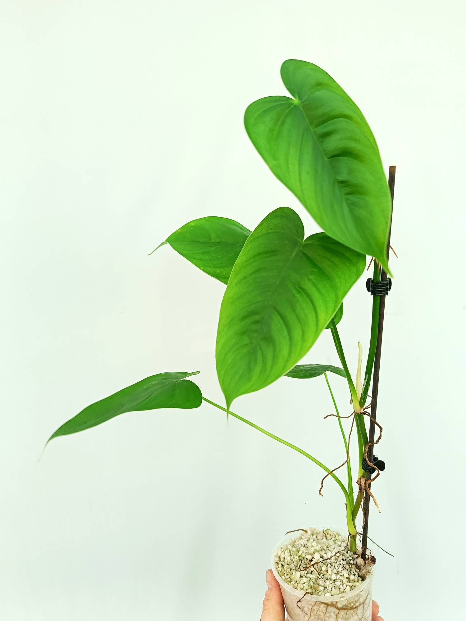philodendron tenuipes Philodendron Tenue (young plant)