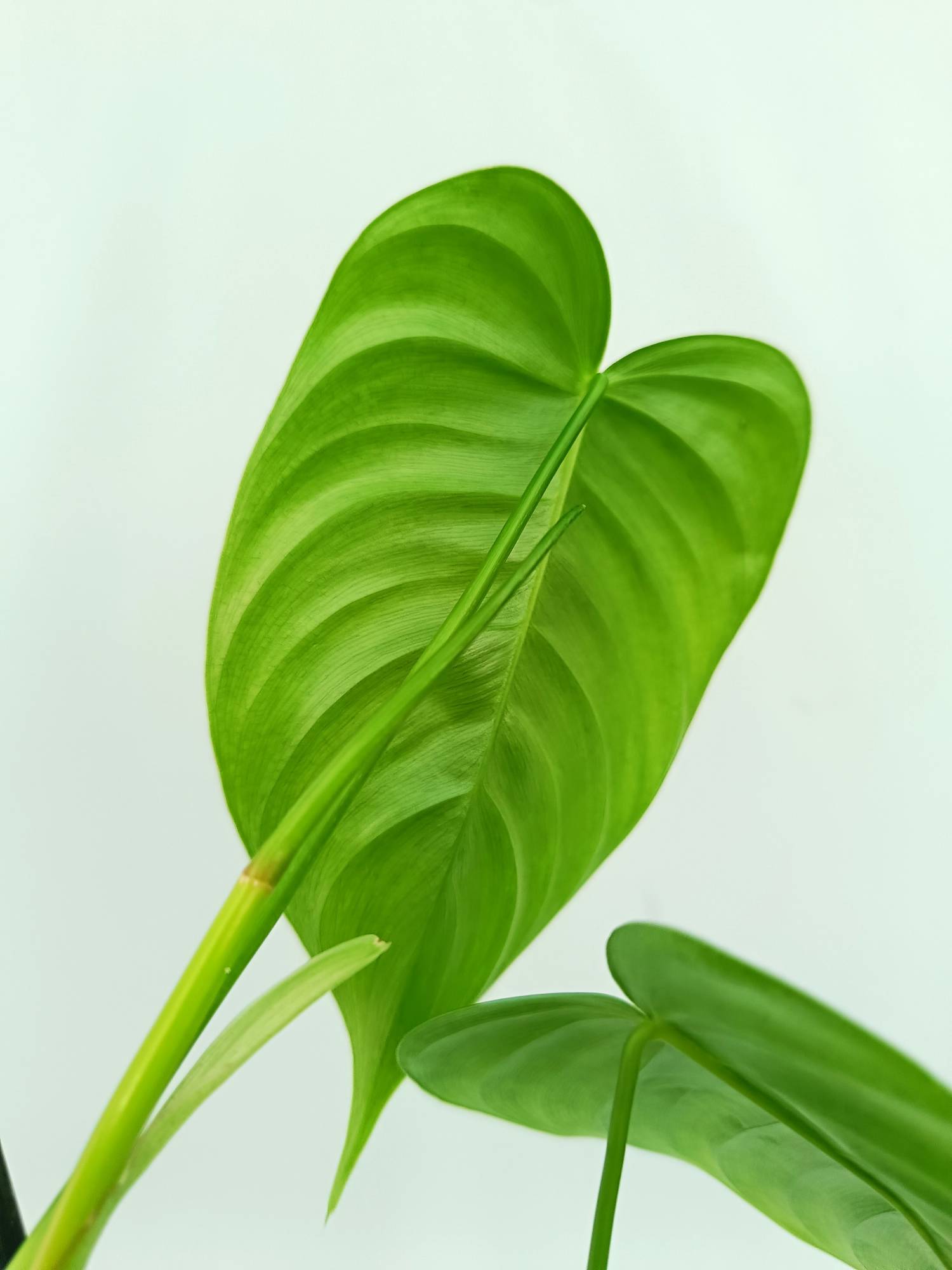 Philodendron Tenue (young plant)