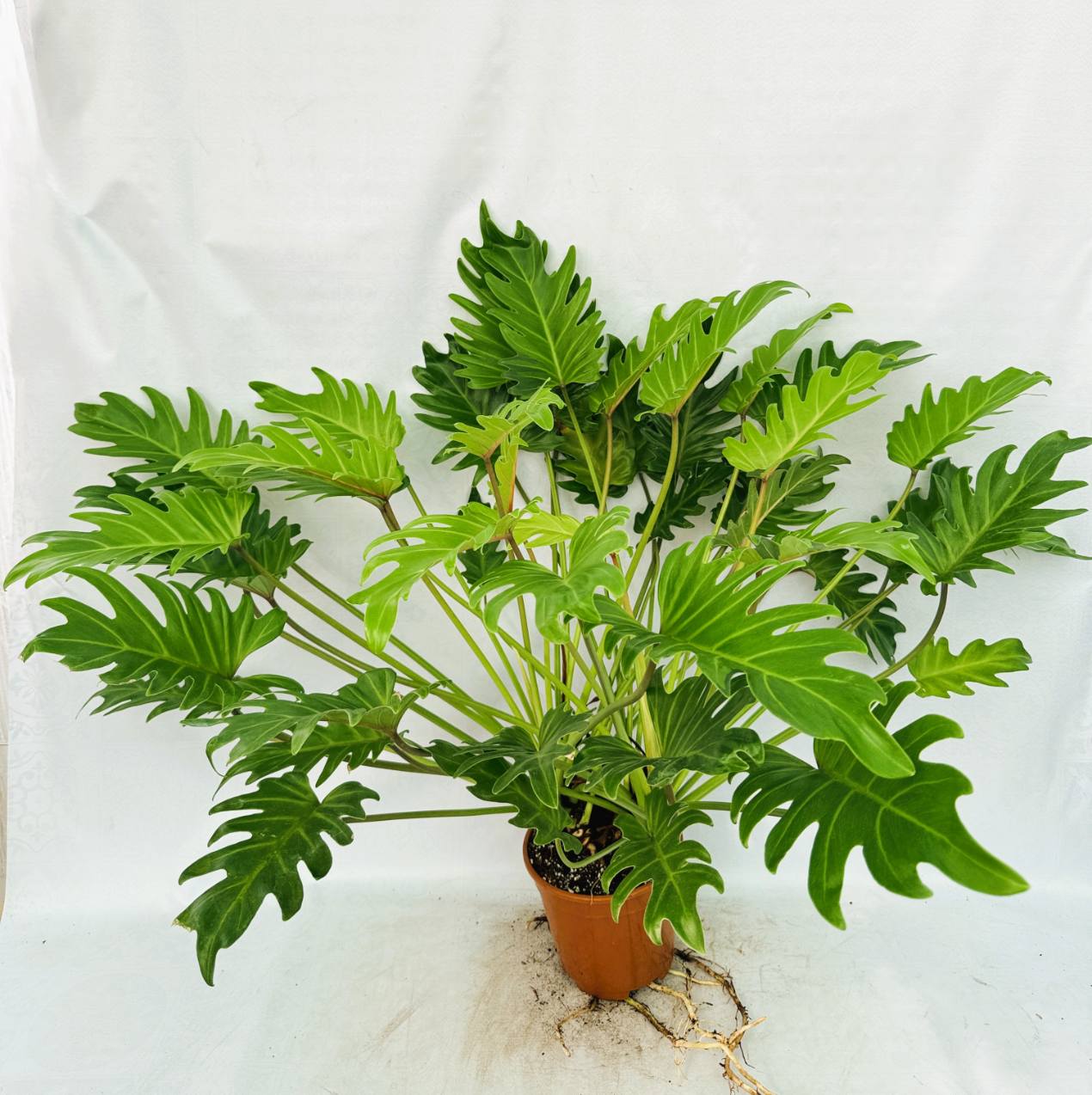 Philodendron Xanadu Dwarf Variegata XL