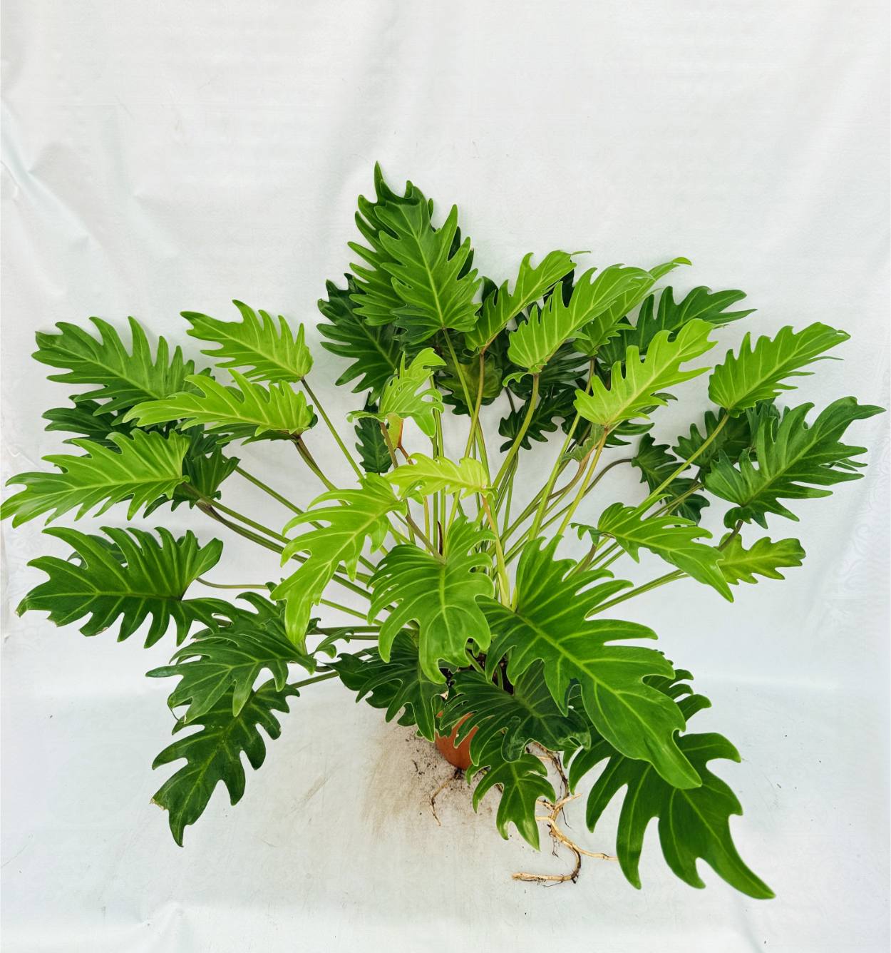 Philodendron Xanadu Dwarf Variegata XL