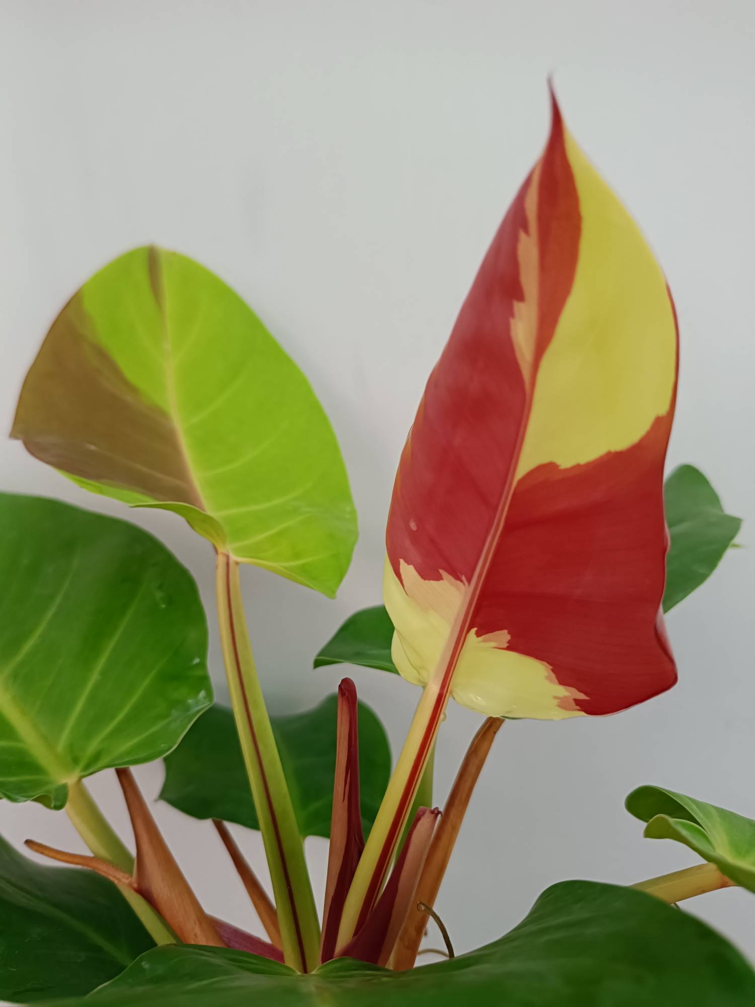 philodendron yellow flame vs red moon Philodendron Yellow Flame variegata
