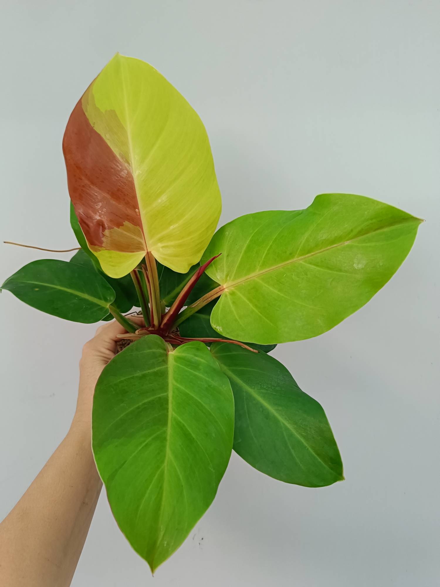 Philodendron Yellow Flame