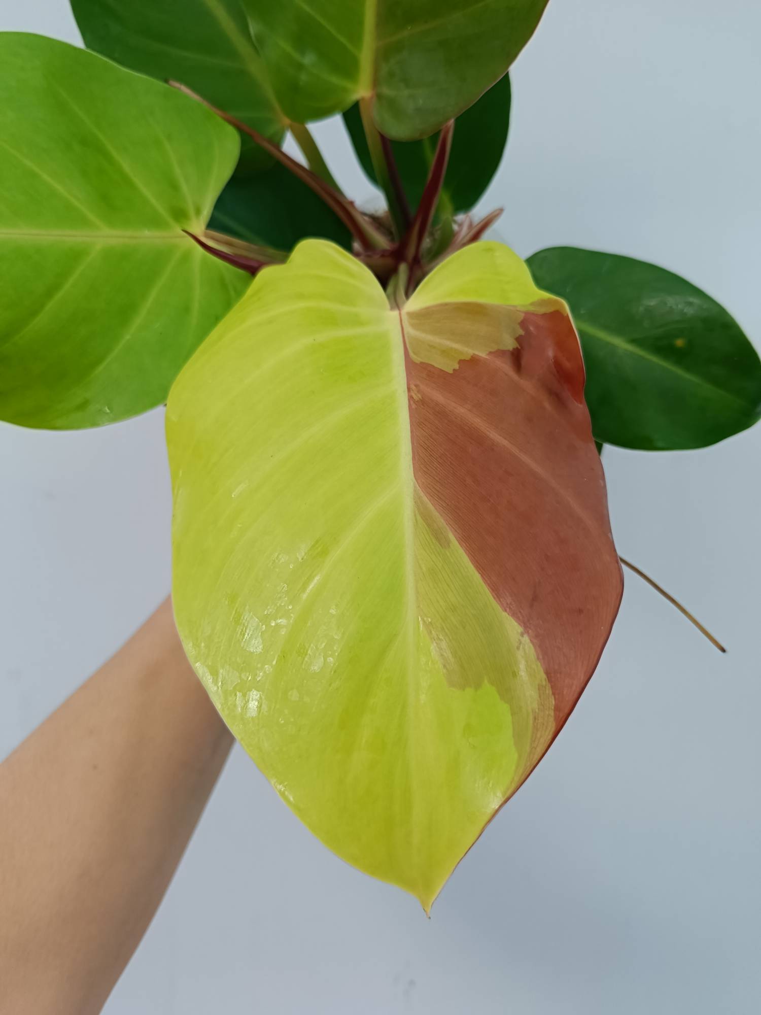 Philodendron Yellow Flame