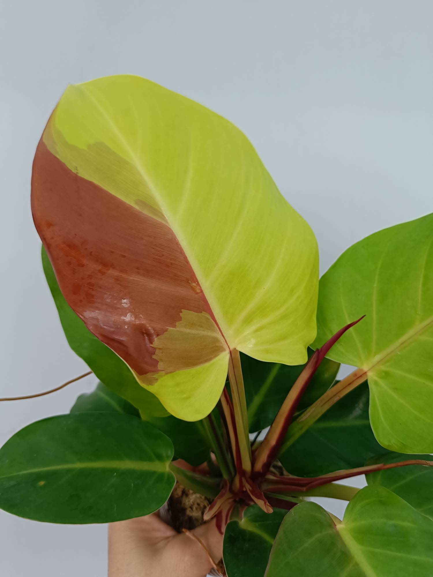 Philodendron Yellow Flame