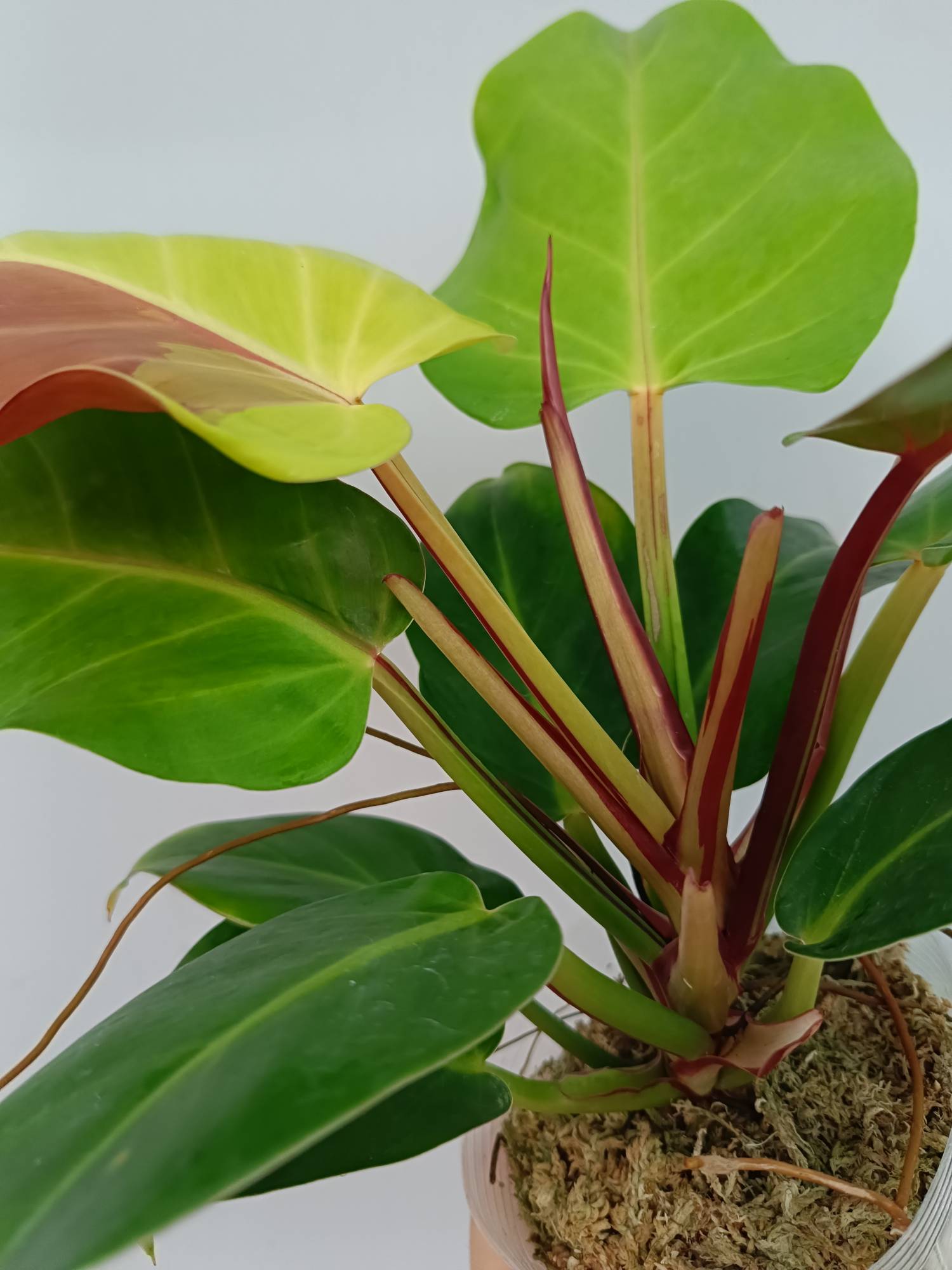 Philodendron Yellow Flame variegata | Welovetropicalplants