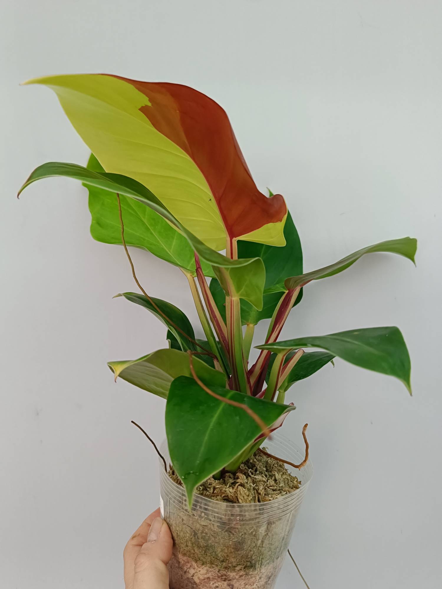 philodendron yellow flame Philodendron Yellow Flame variegata