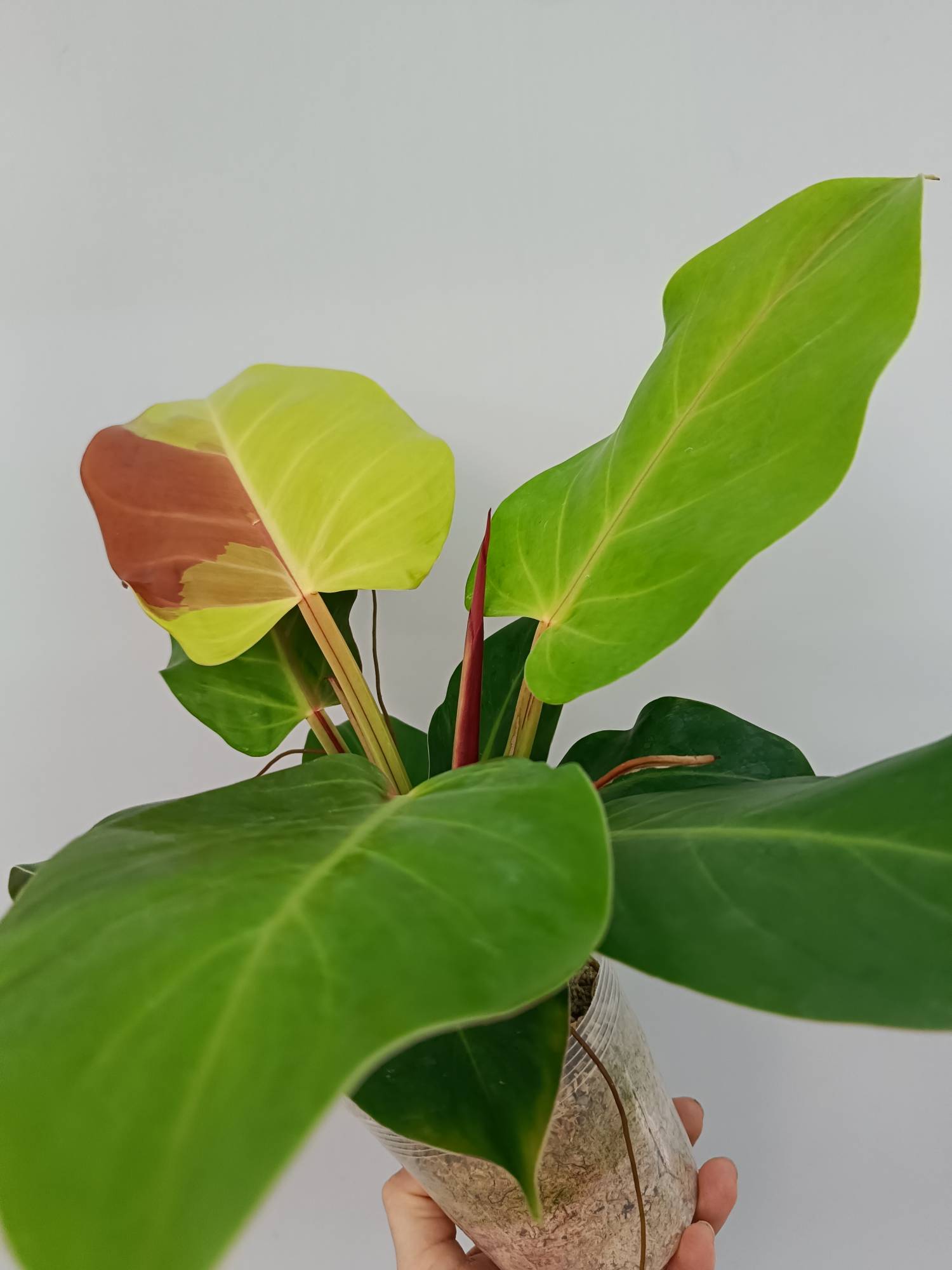 Philodendron Yellow Flame