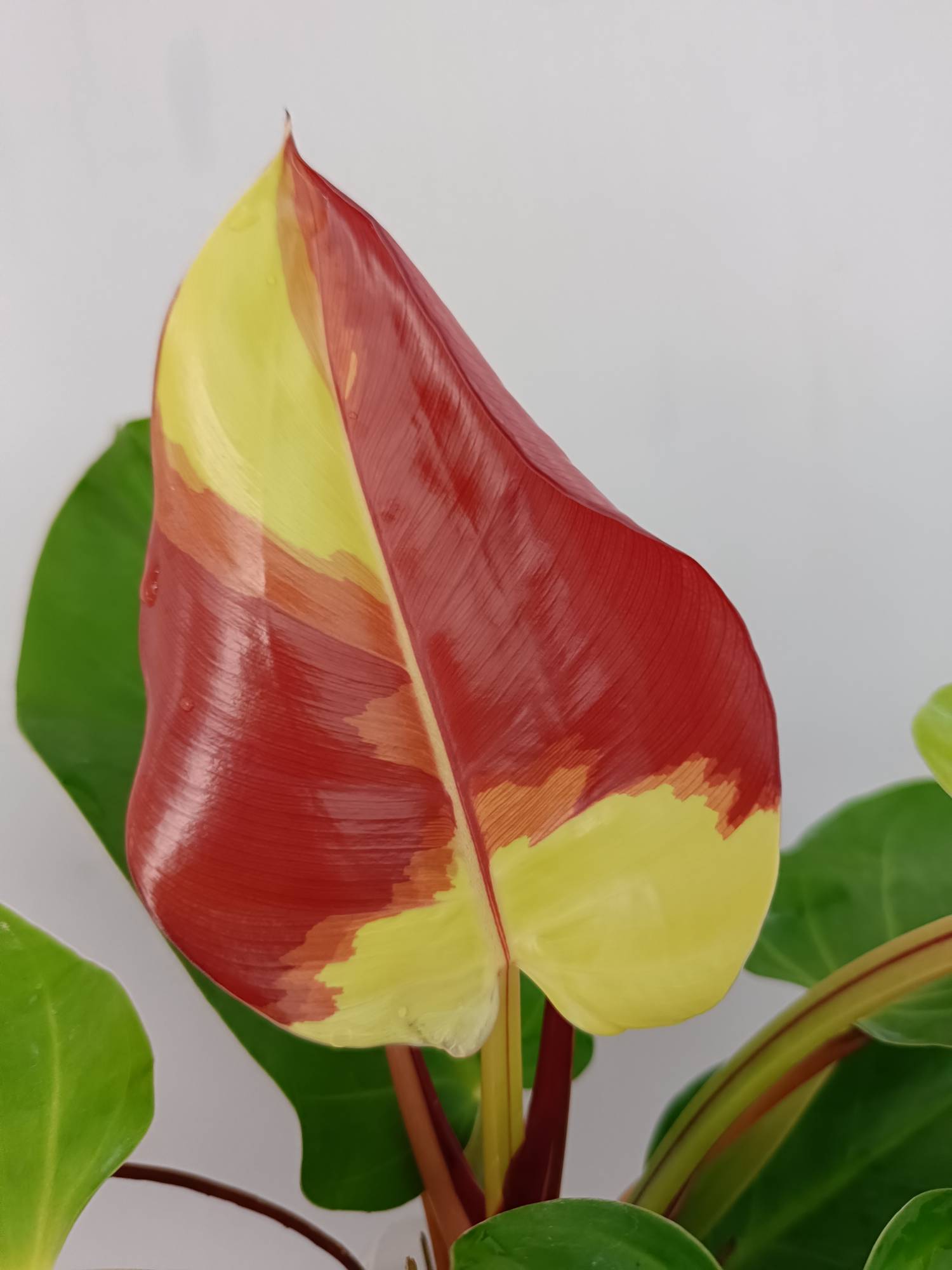 philodendron blüte Philodendron Yellow Flame