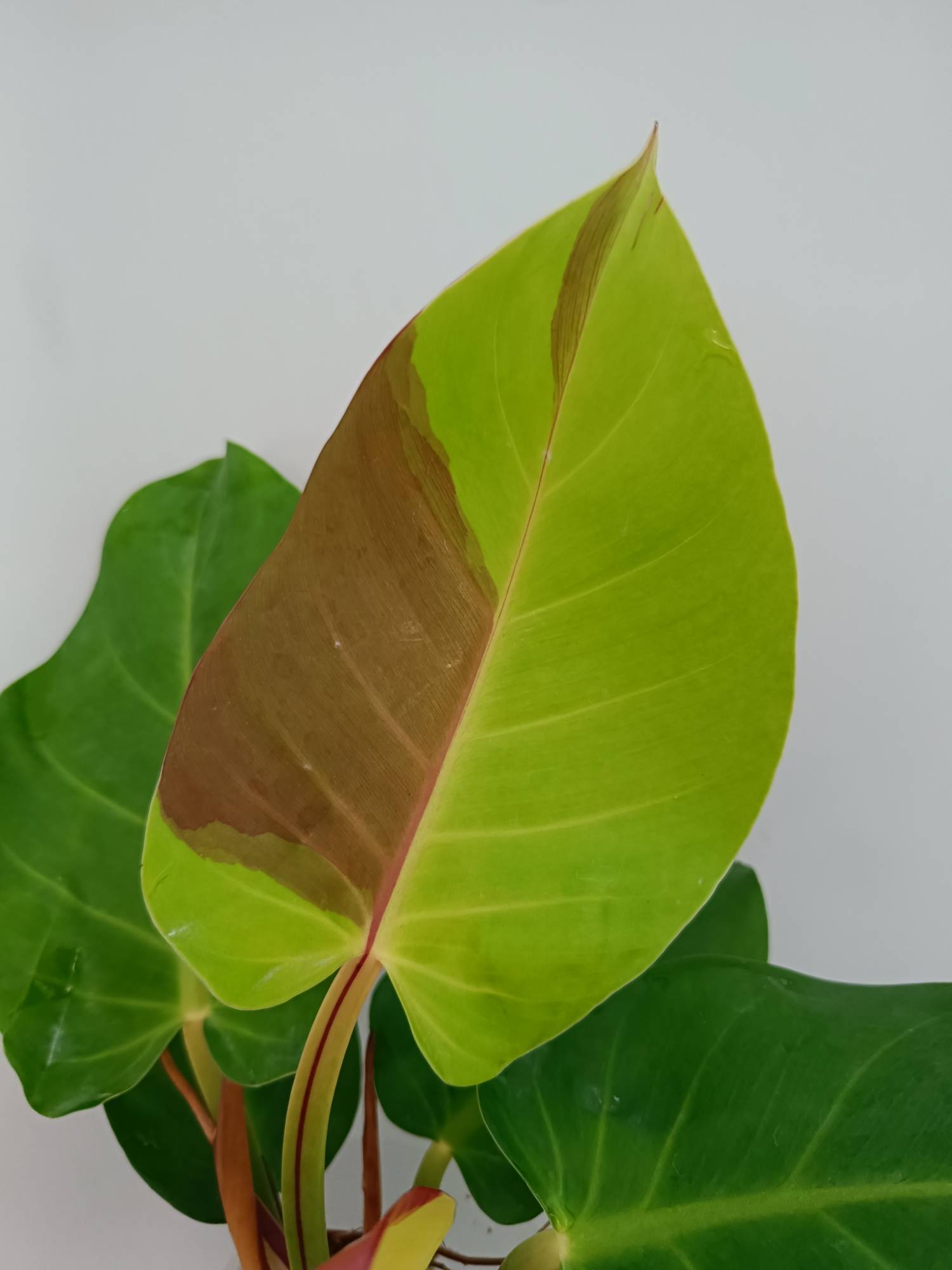 Philodendron Yellow Flame
