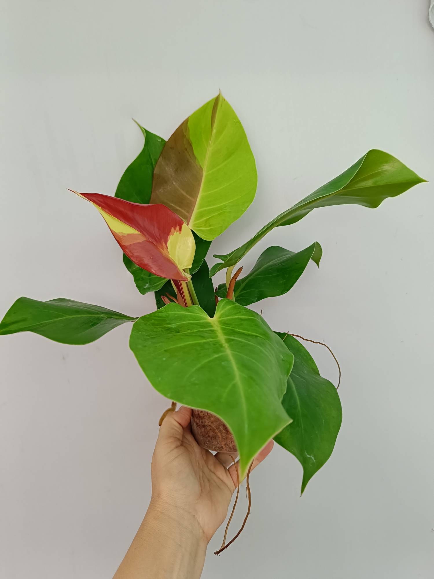 Philodendron Yellow Flame