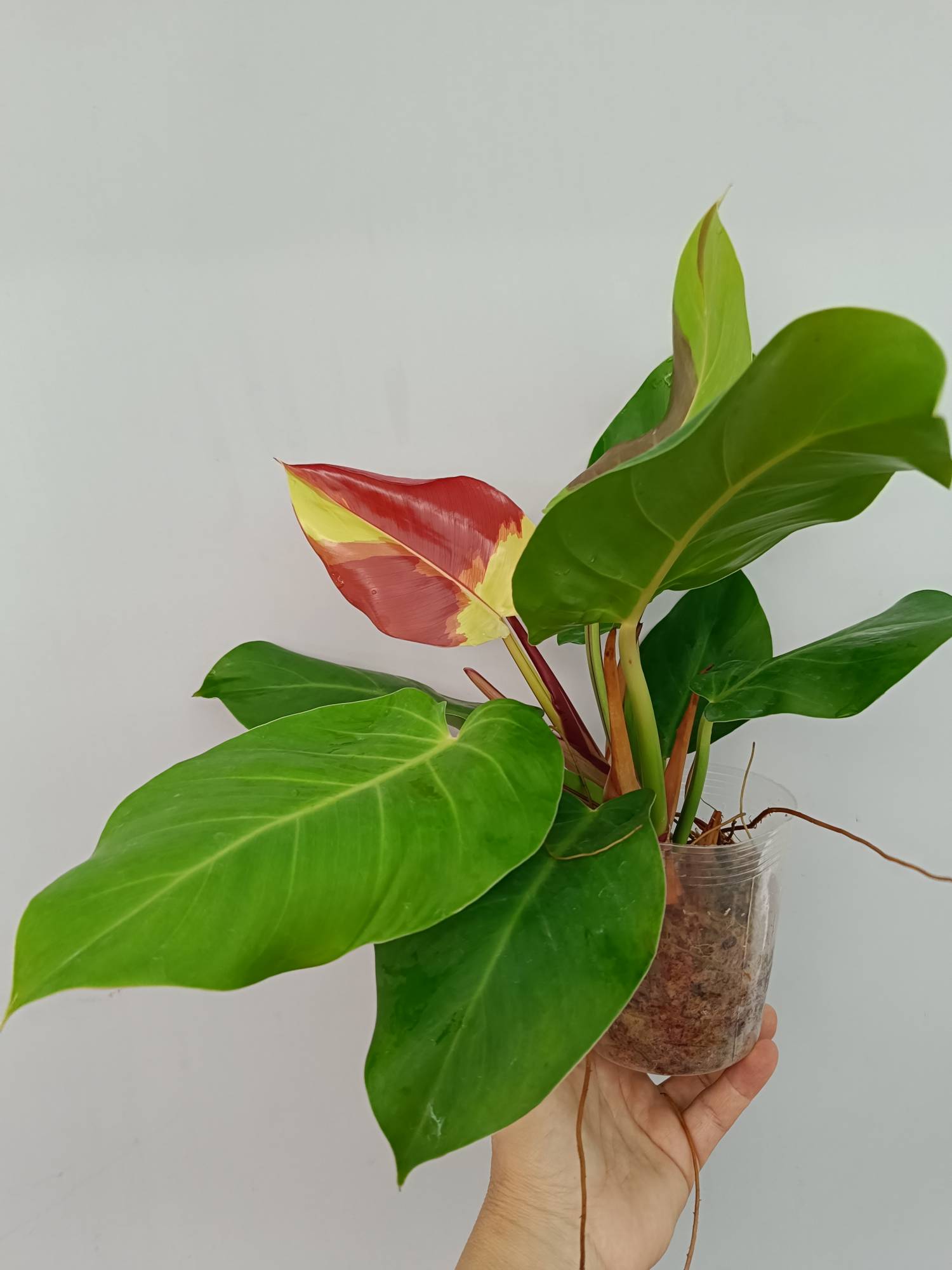 Philodendron Yellow Flame
