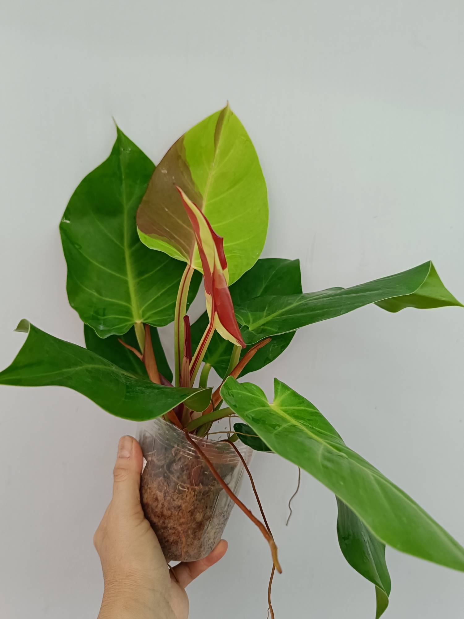 Philodendron Yellow Flame