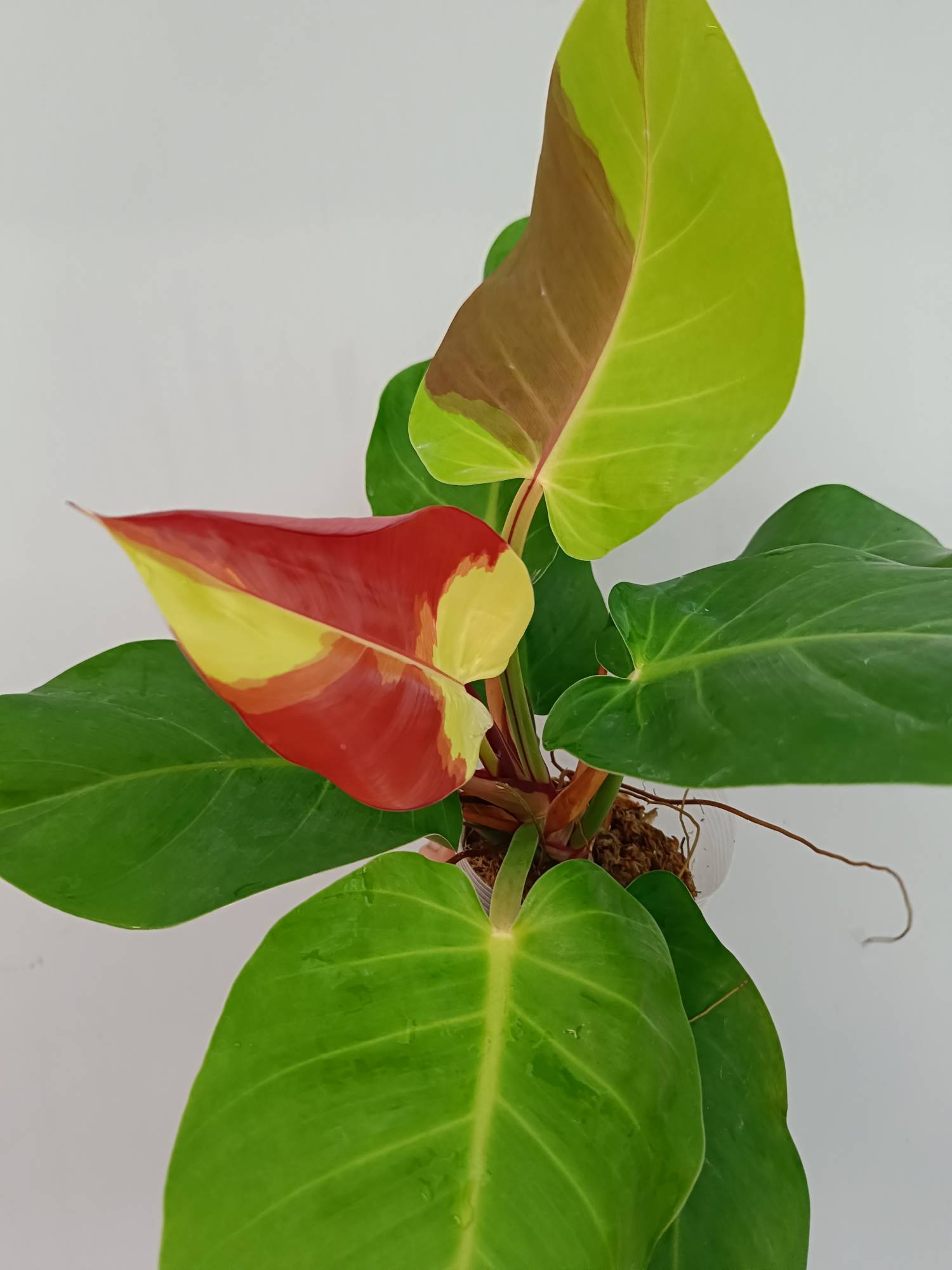 Philodendron Yellow Flame