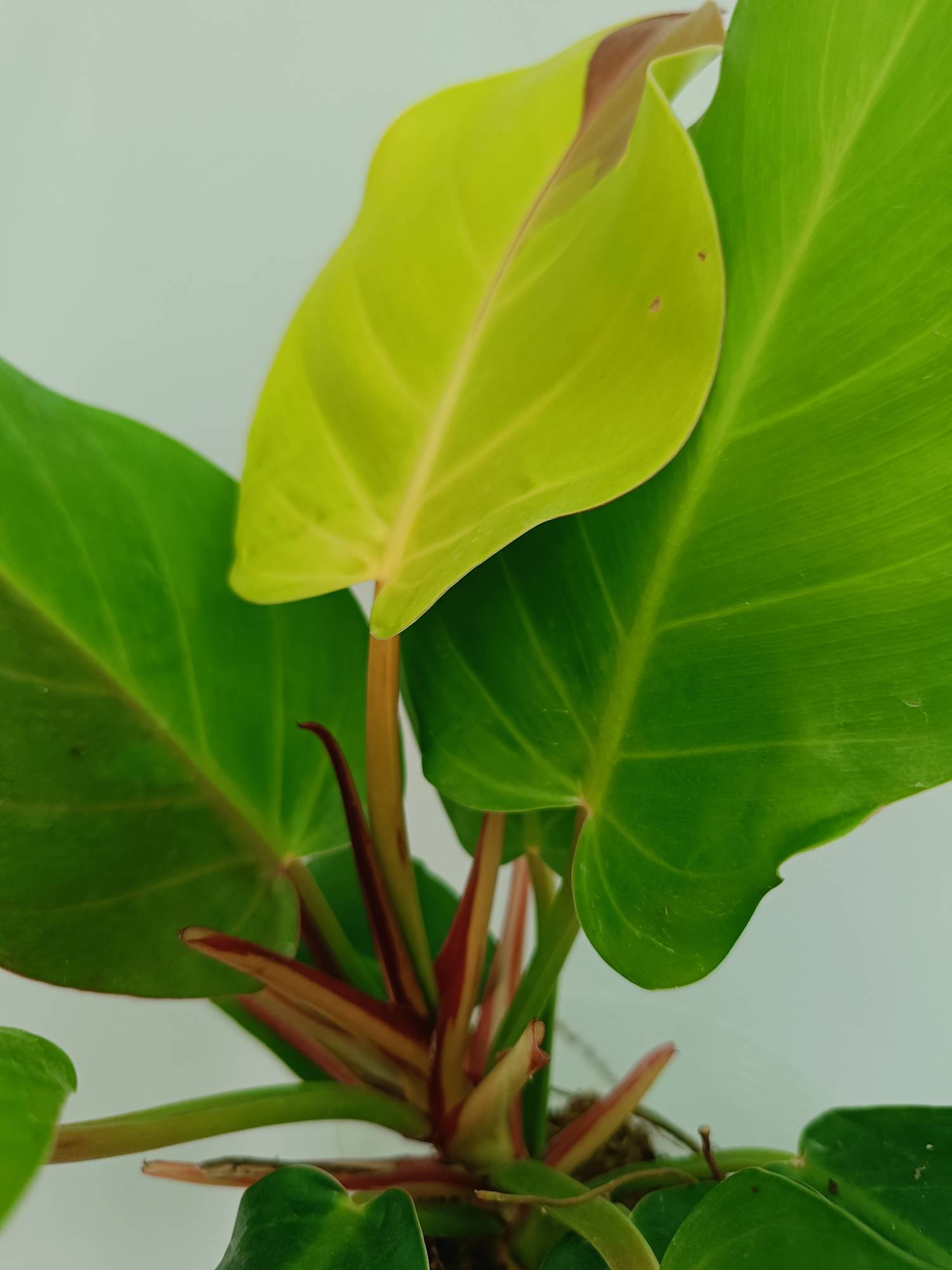 Philodendron Yellow Flame variegata