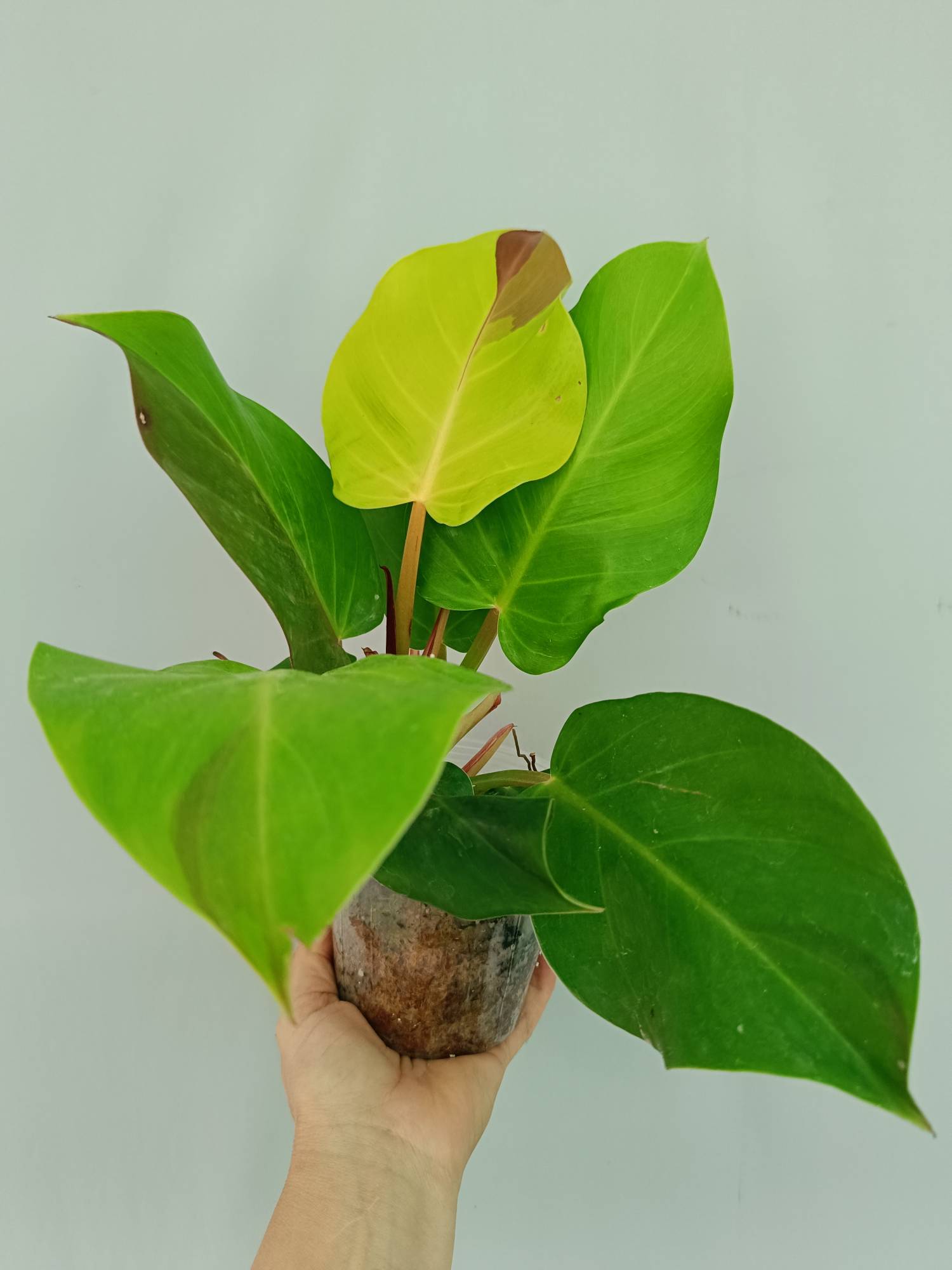 Philodendron Yellow Flame variegata