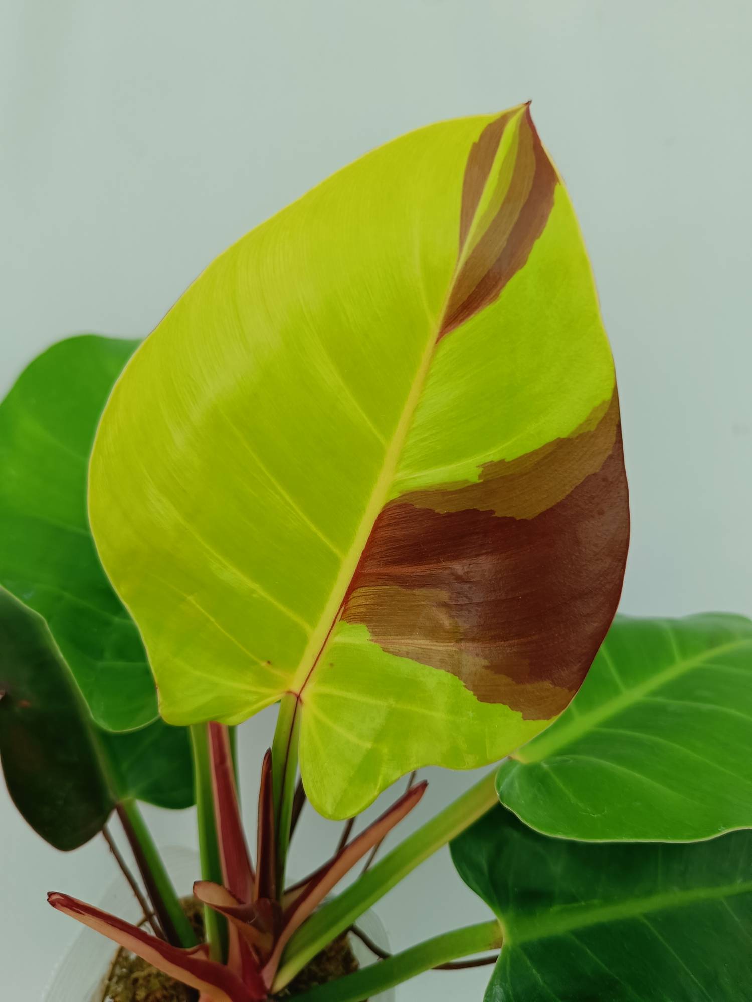 Philodendron Yellow Flame variegata