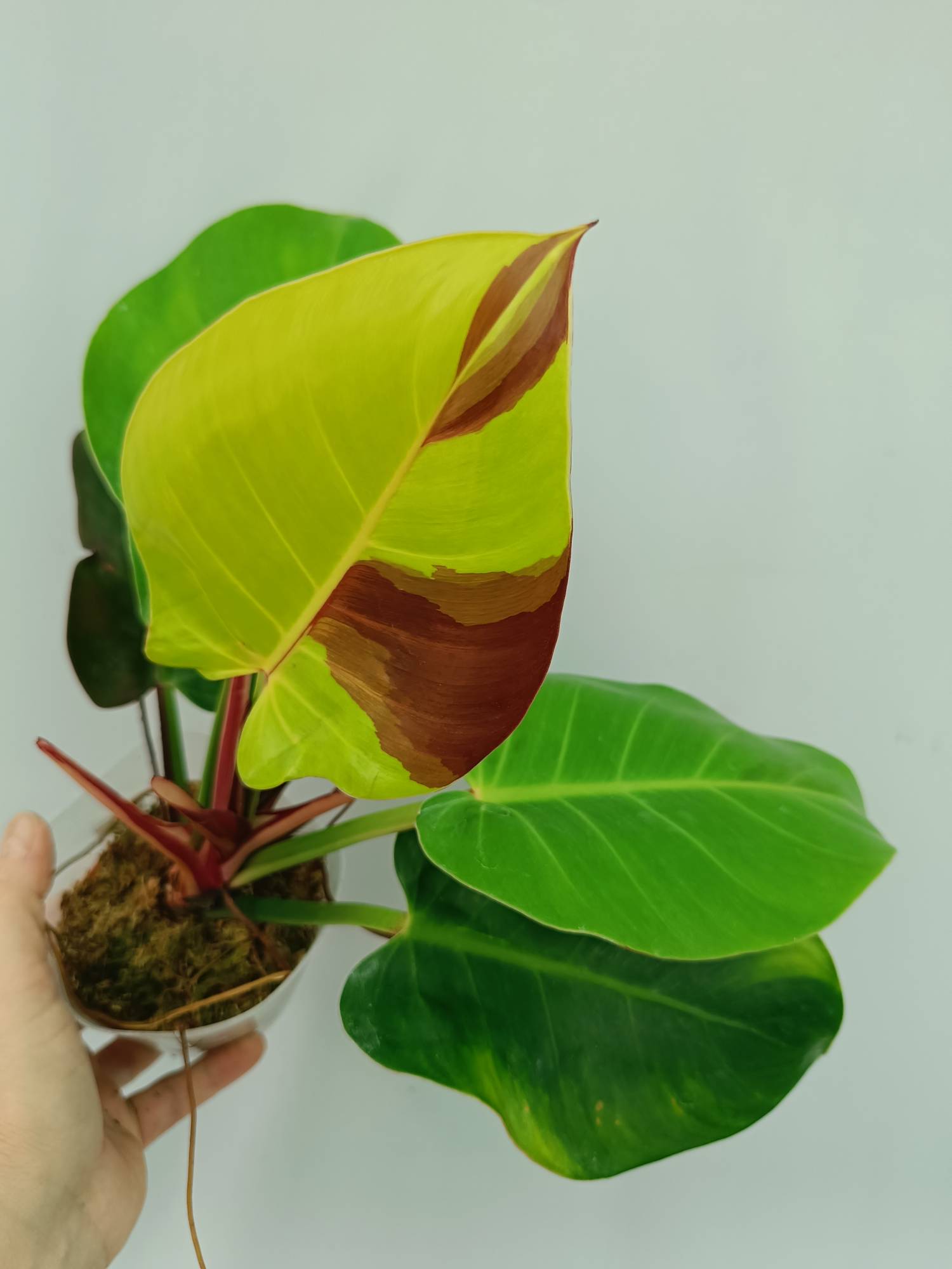Philodendron Yellow Flame variegata