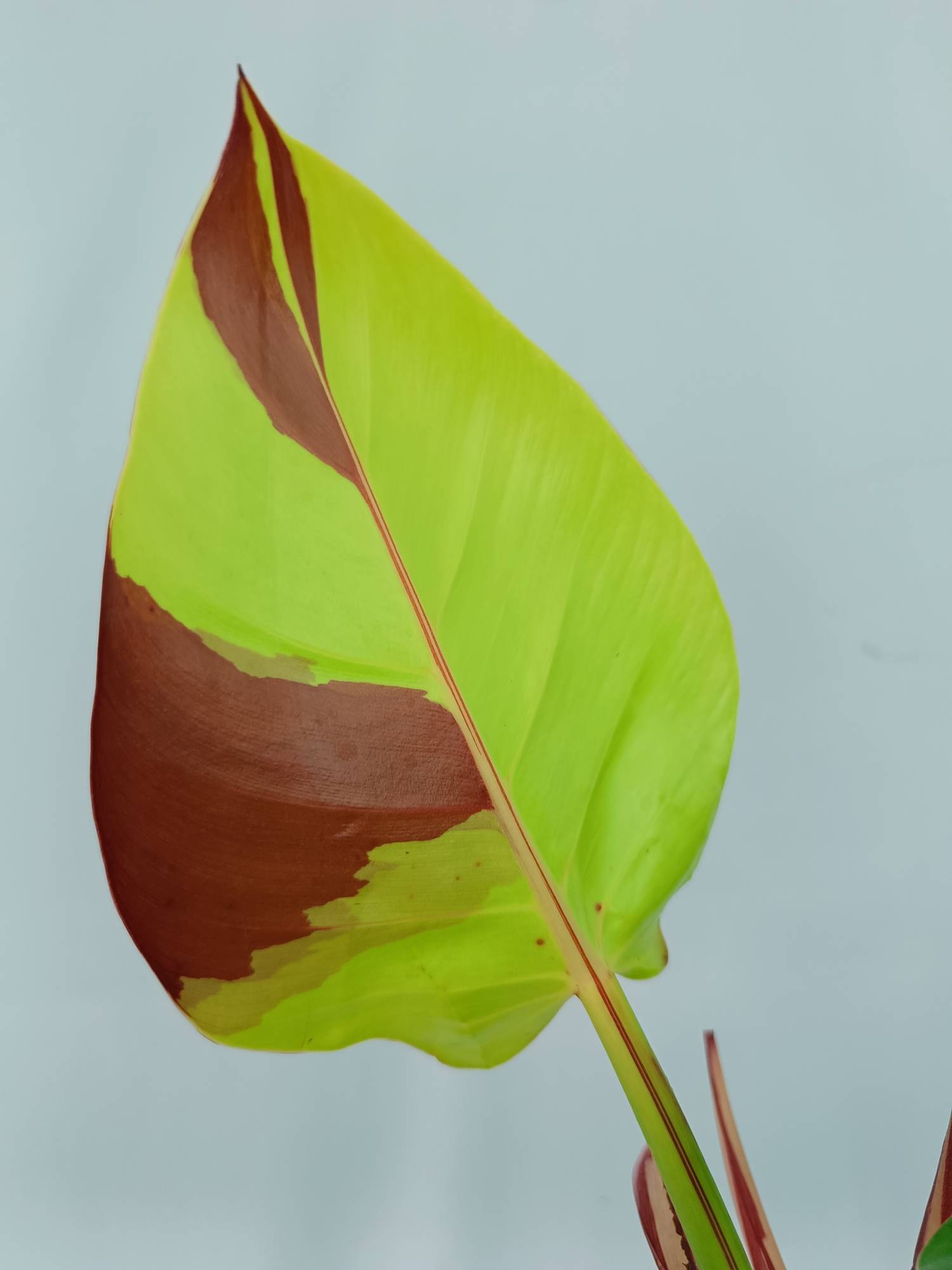 Philodendron Yellow Flame variegata