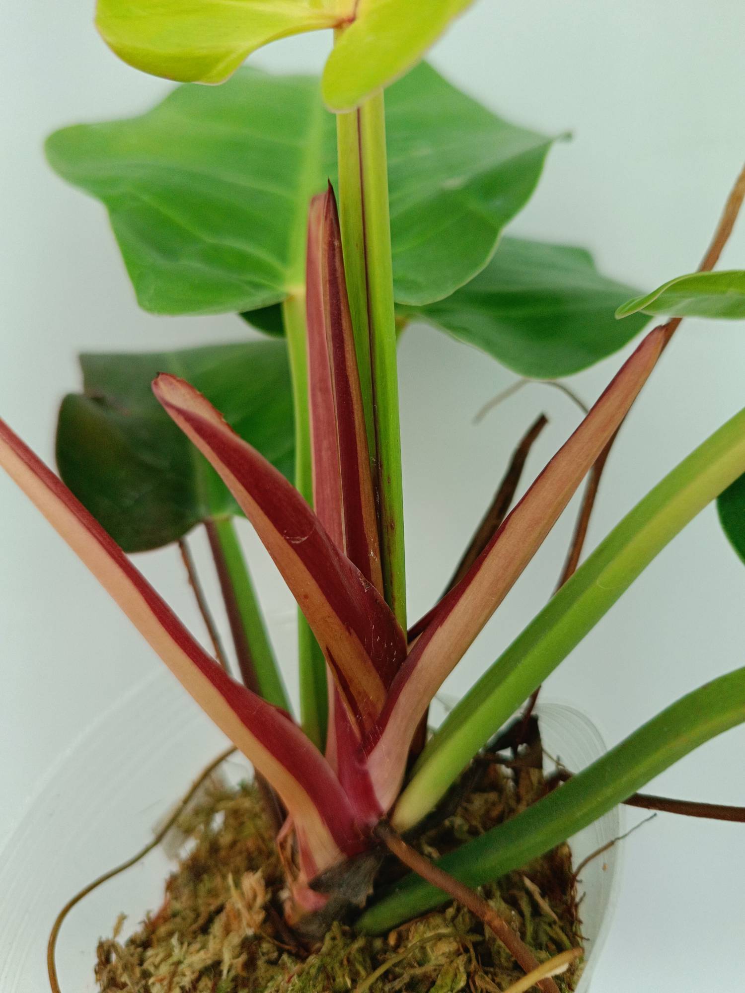 Philodendron Yellow Flame variegata