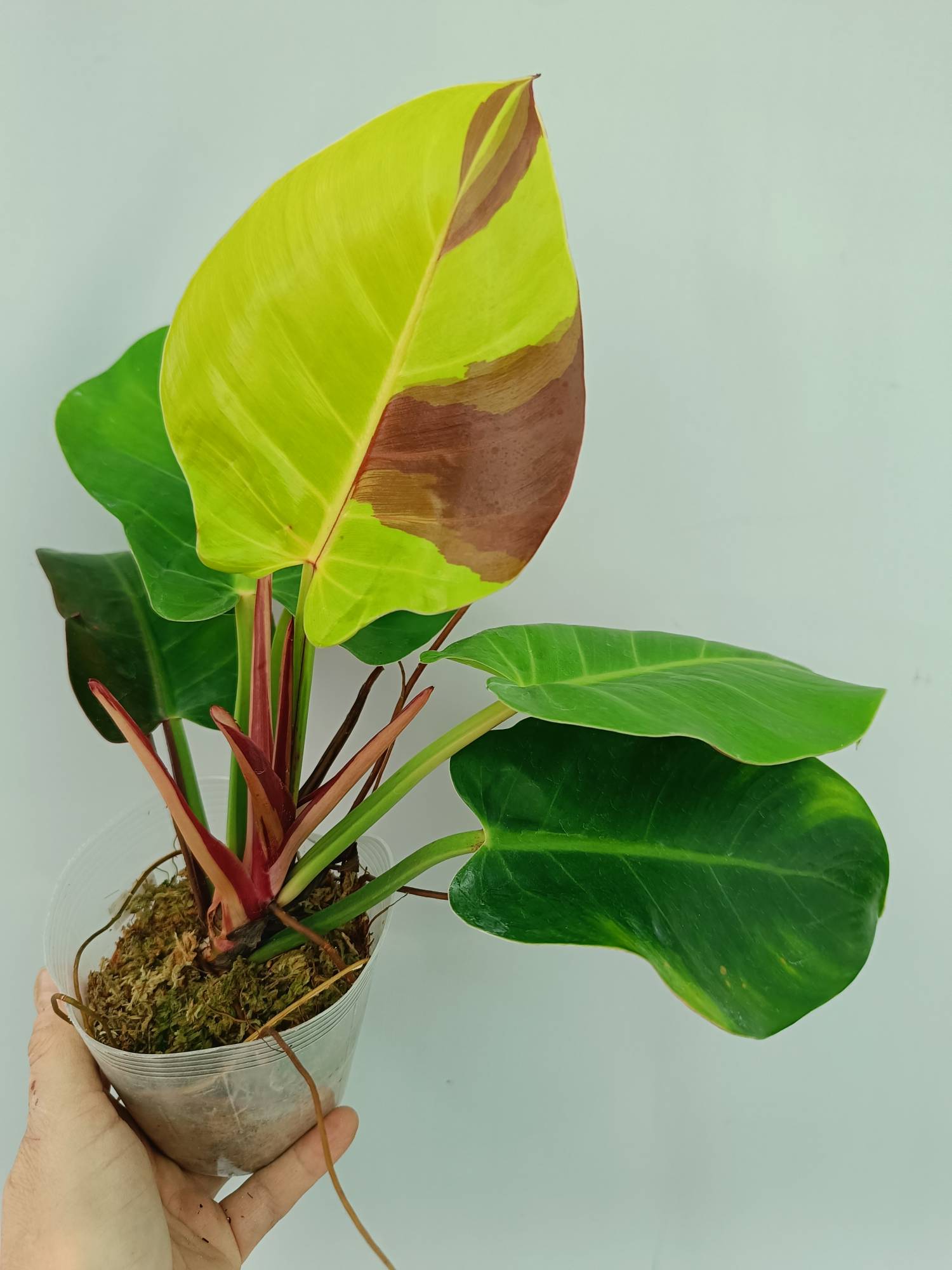 Philodendron Yellow Flame variegata