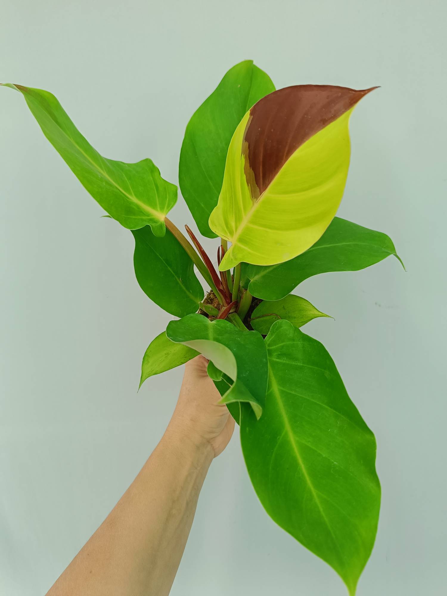 Philodendron Yellow Flame variegata
