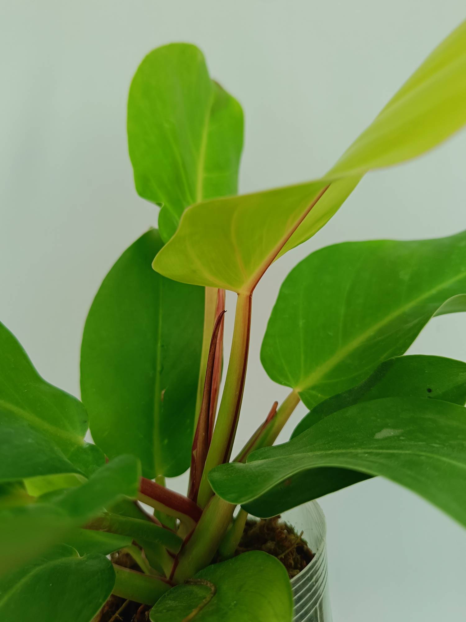 Philodendron Yellow Flame variegata