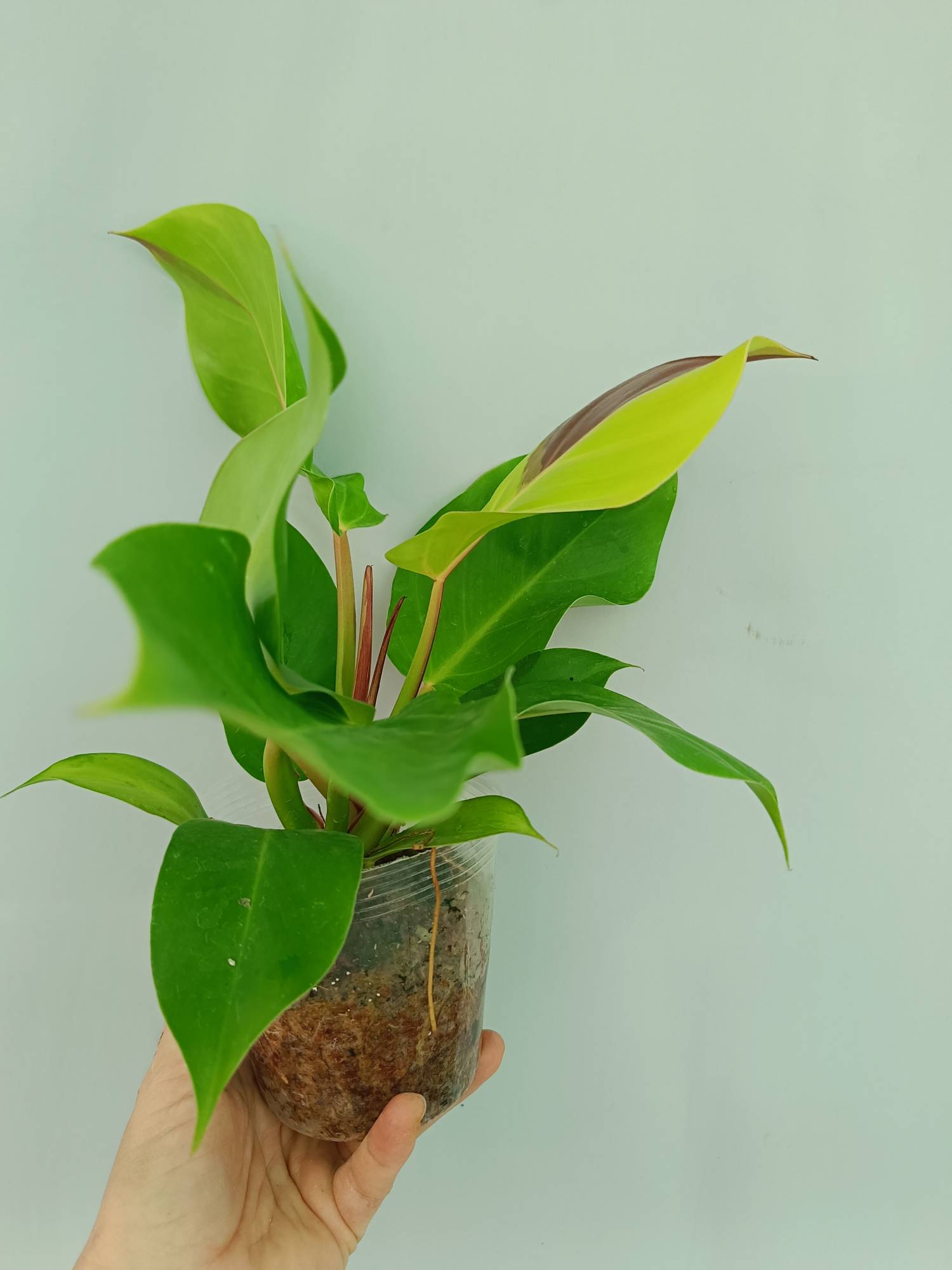 Philodendron Yellow Flame variegata