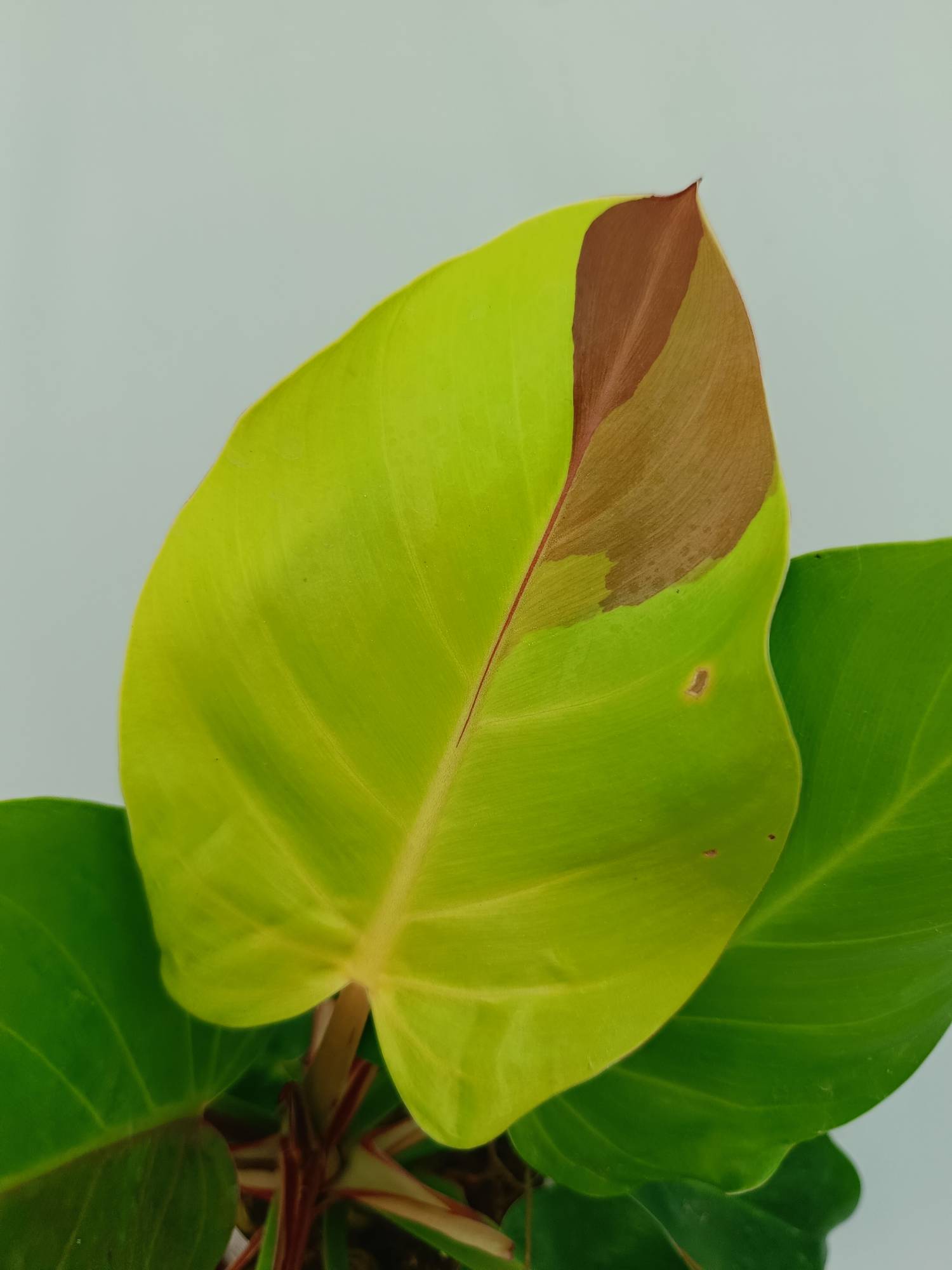 Philodendron Yellow Flame variegata
