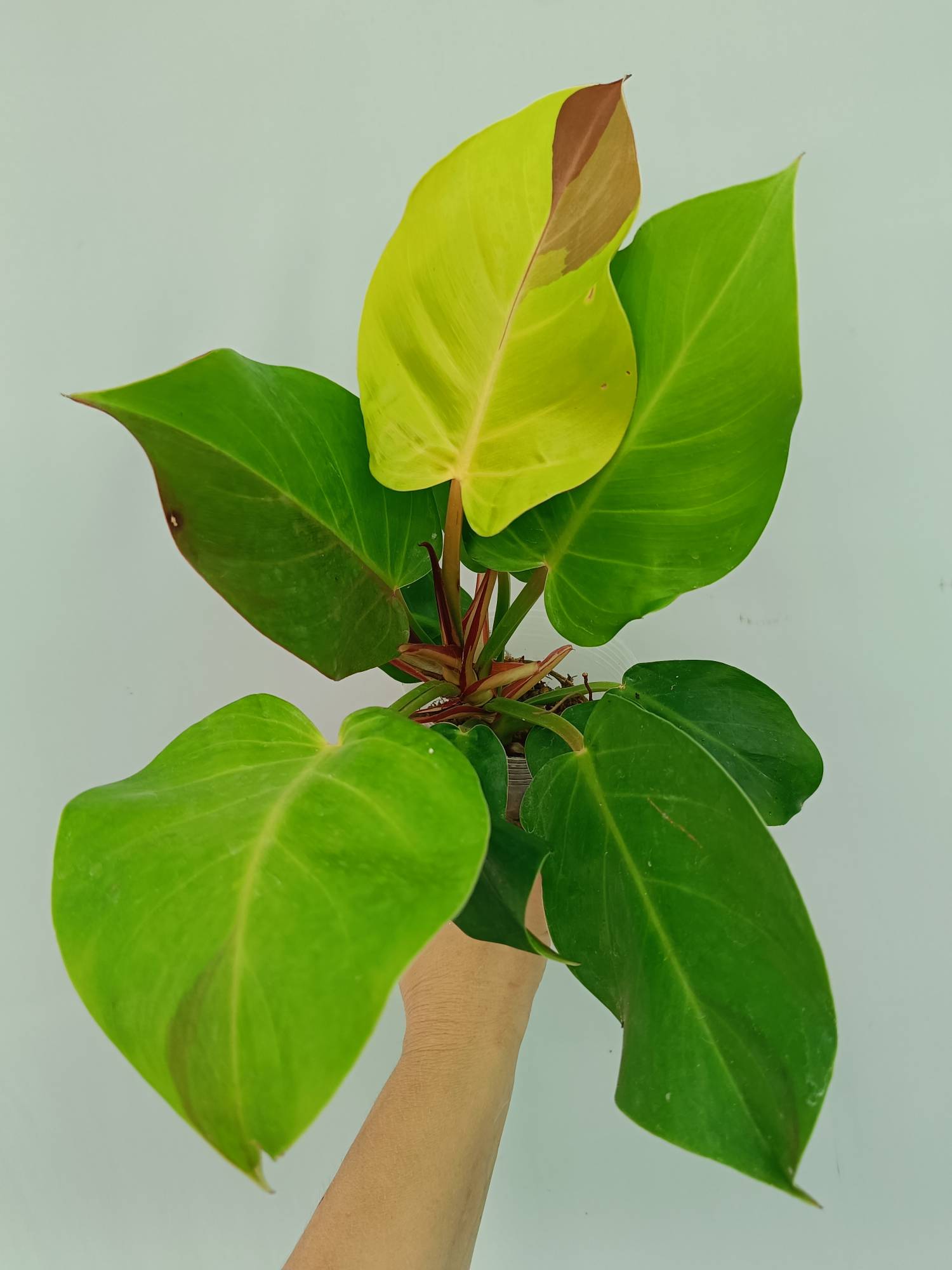 Philodendron Yellow Flame variegata