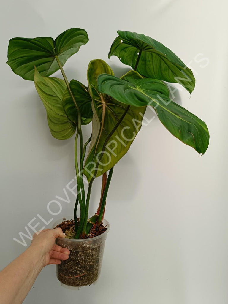 Philodendron Dean Mc Dowell