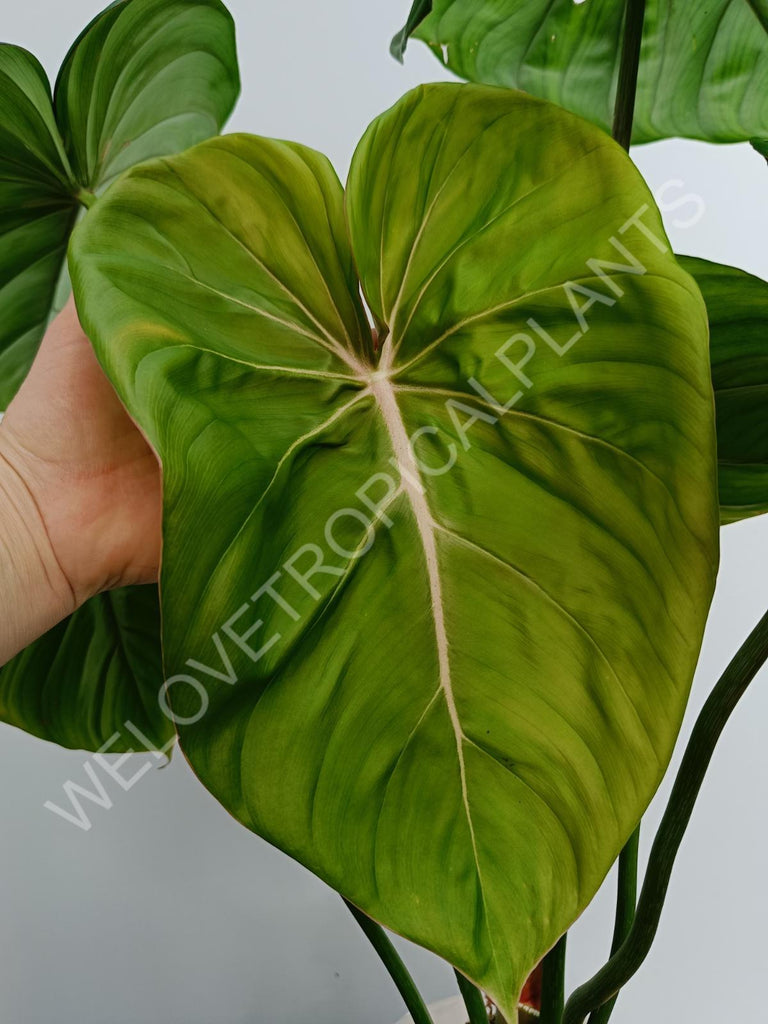 Philodendron Dean Mc Dowell