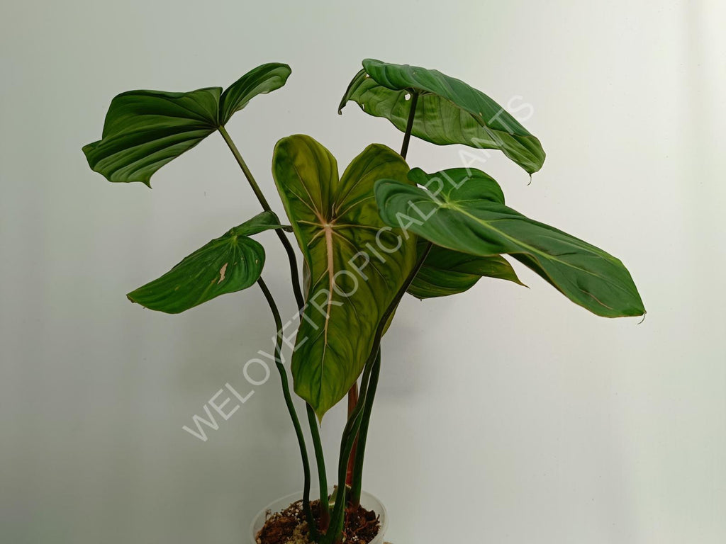 Philodendron Dean Mc Dowell