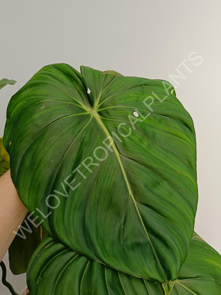 Philodendron Dean Mc Dowell