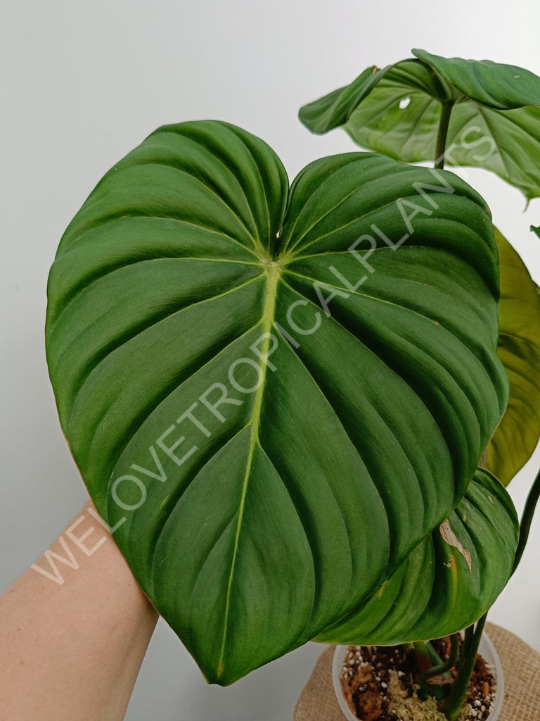 Philodendron Dean Mc Dowell