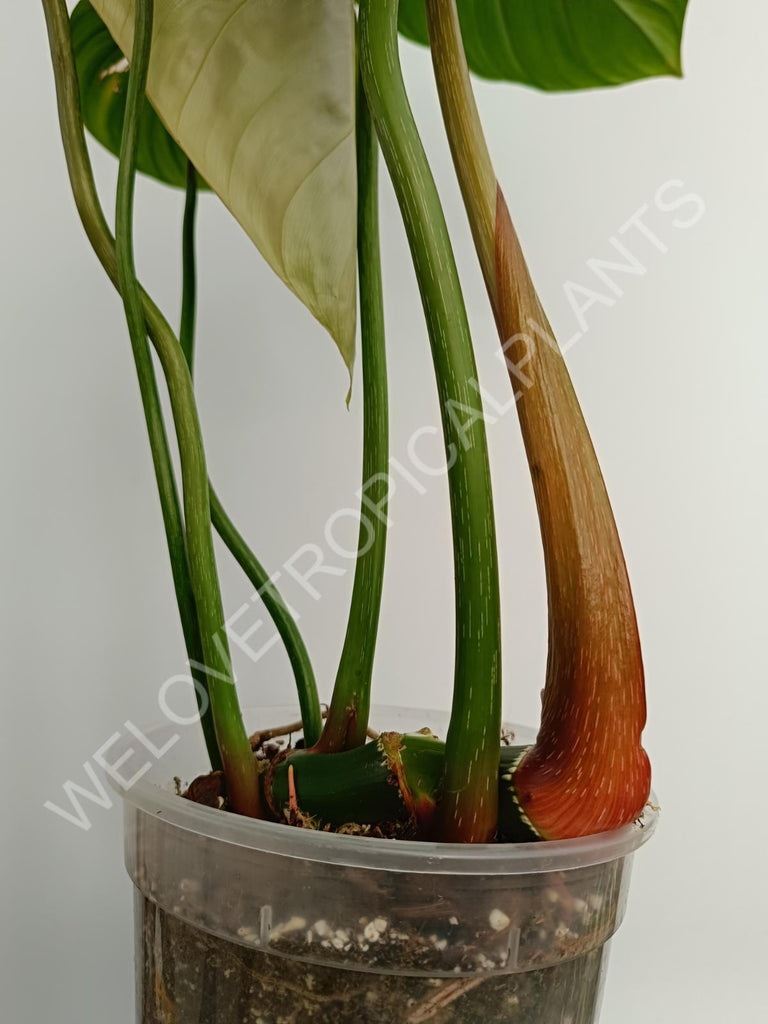 Philodendron Dean Mc Dowell