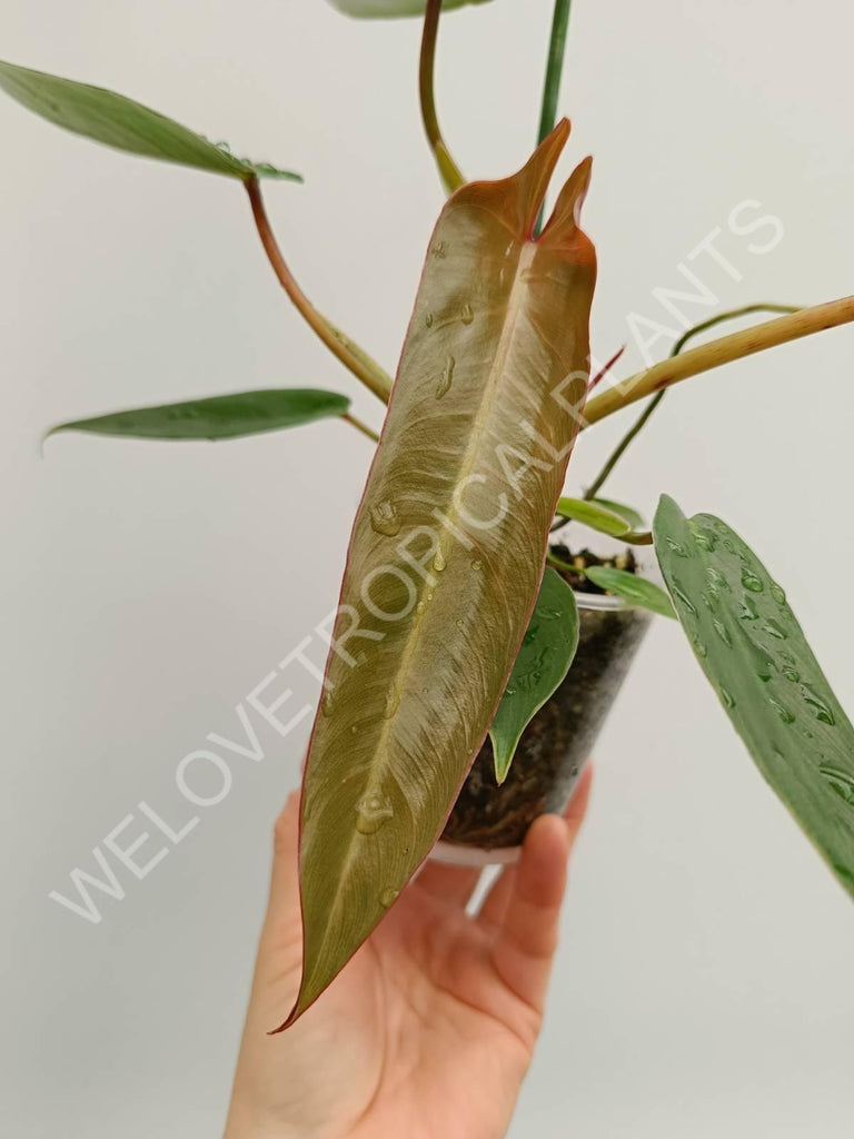 Philodendron spiritus sancti