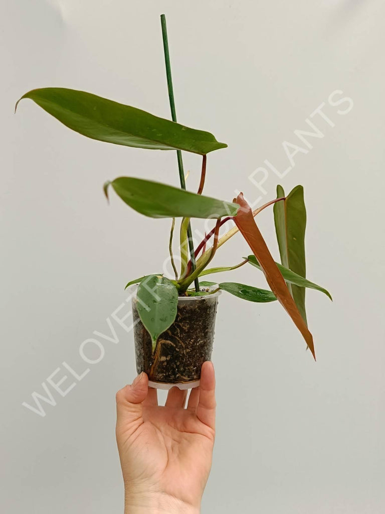 Philodendron spiritus sancti