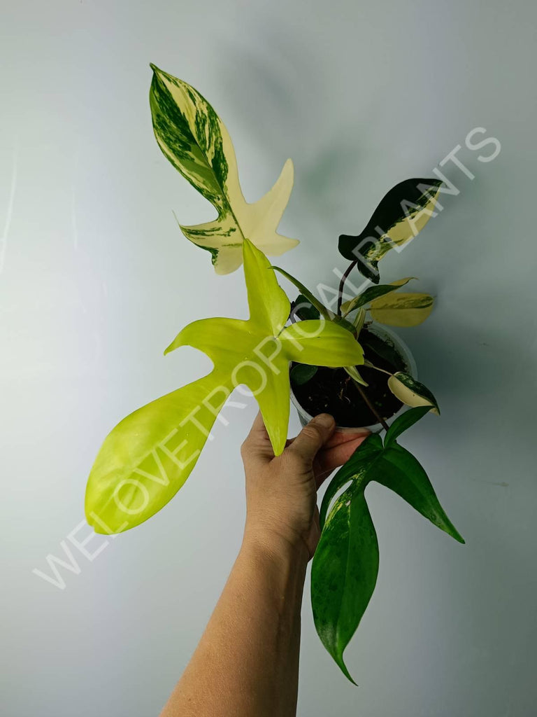 Philodendron florida beauty variegata