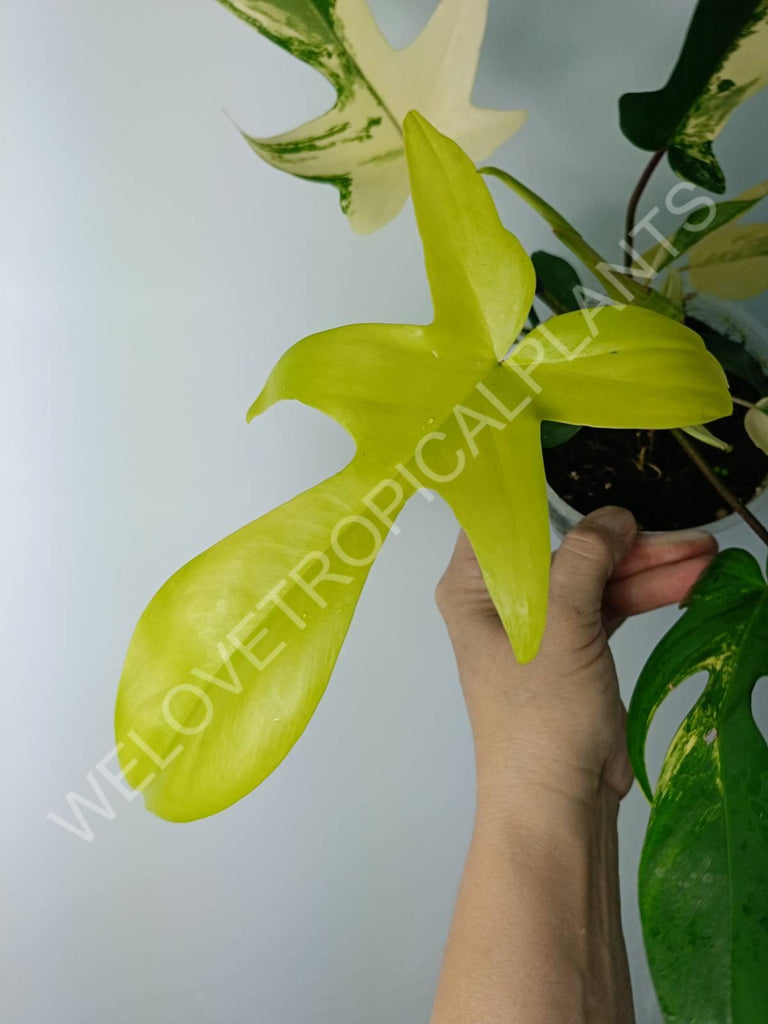 Philodendron florida beauty variegata