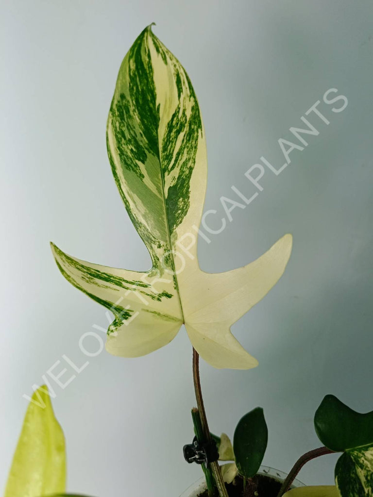 Philodendron florida beauty variegata