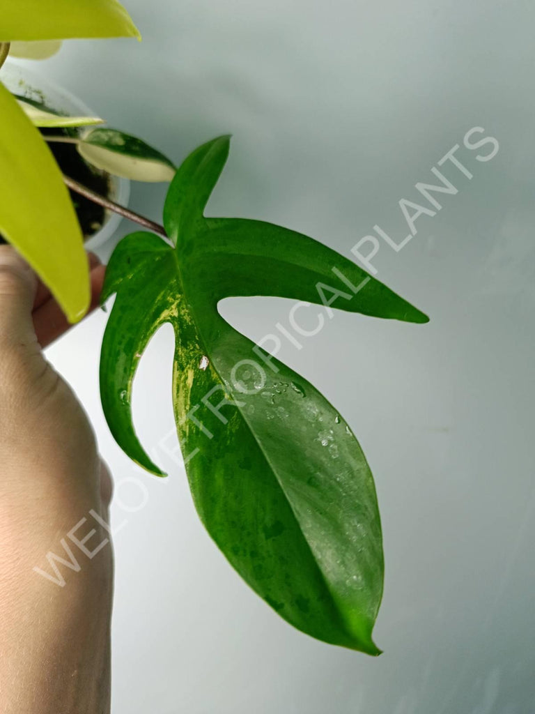 Philodendron florida beauty variegata