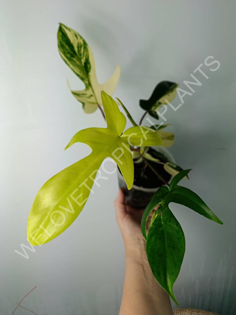 Philodendron florida beauty variegata