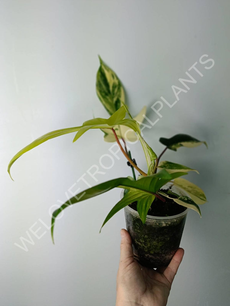 Philodendron florida beauty variegata